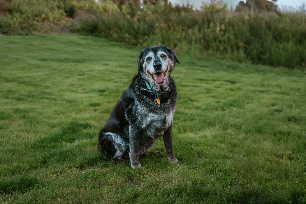Pet photography North and Wild Alaska
