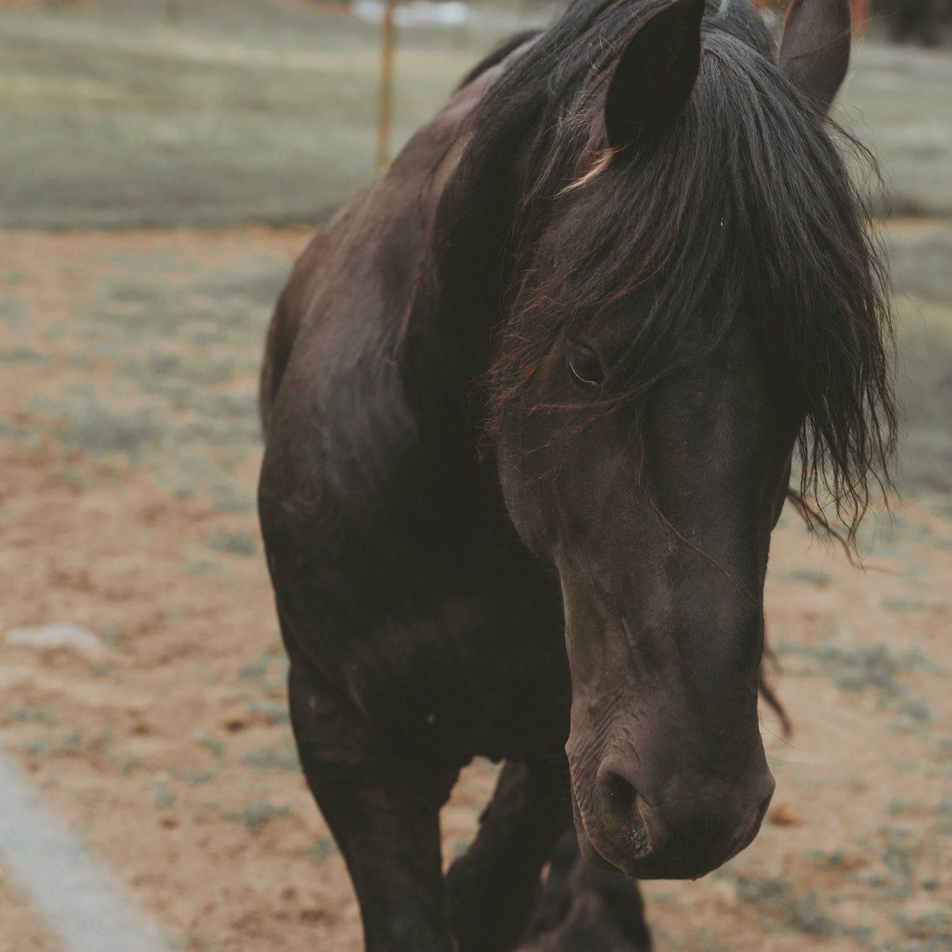 Ranch Branding and Photography by North and Wild