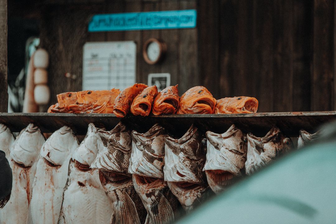 Alaska Landscapes by North and Wild, Homer Fish Market