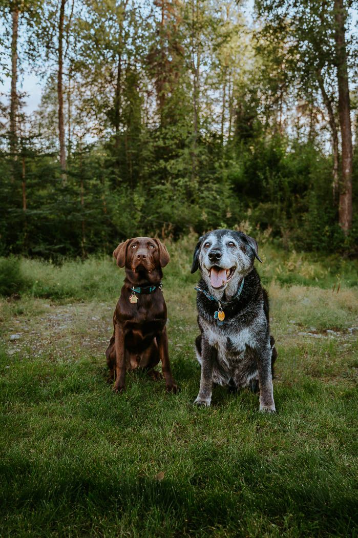 Pet photography North and Wild Alaska