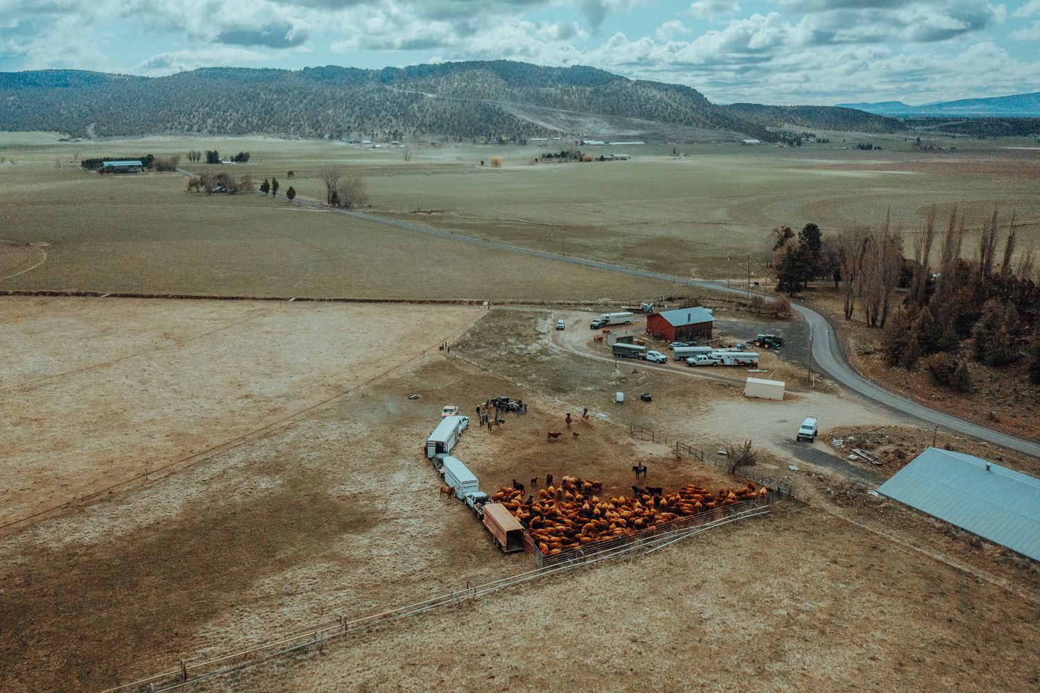 Cattle Branding in Oregon by North and Wild