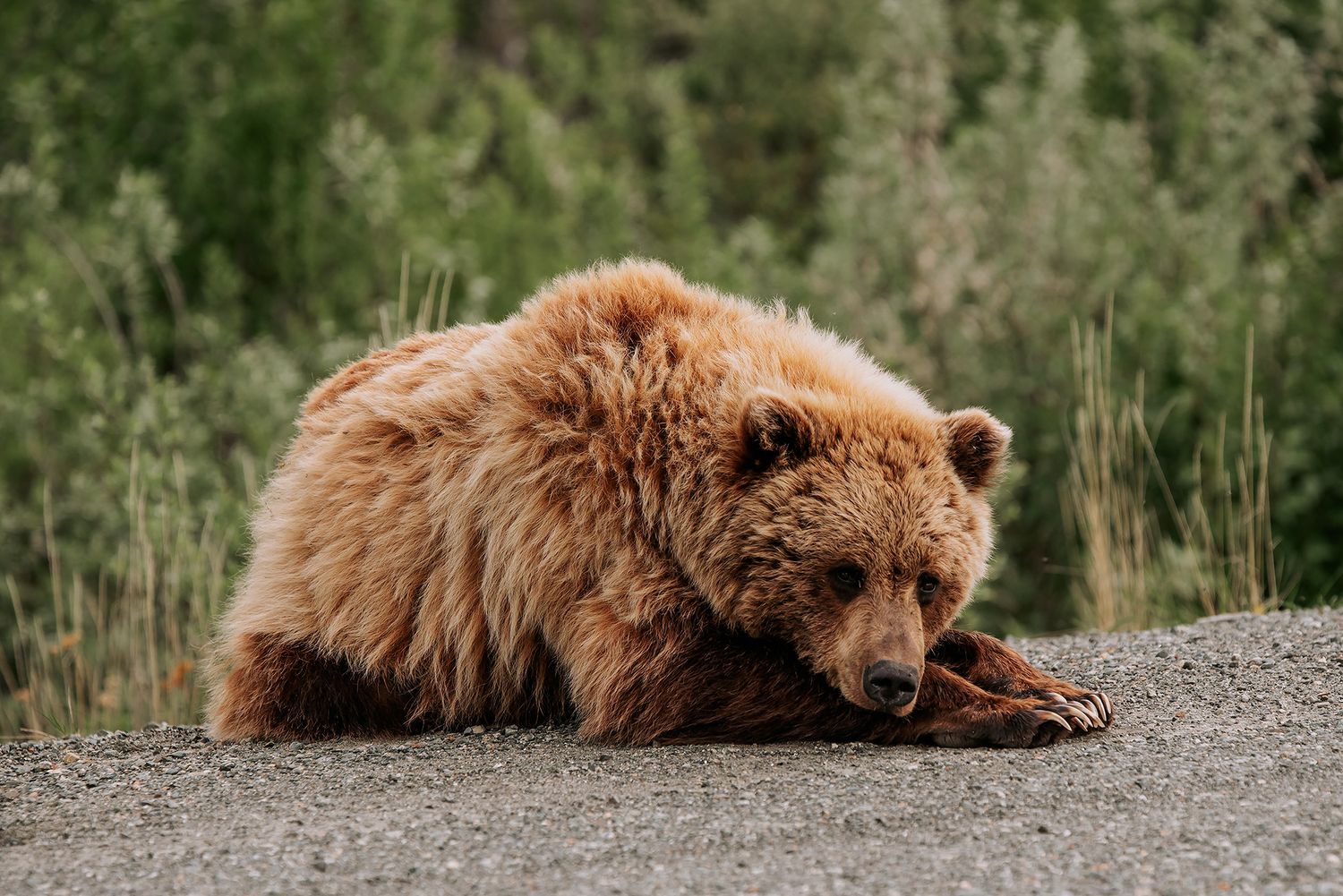 Alaska Landscapes by North and Wild