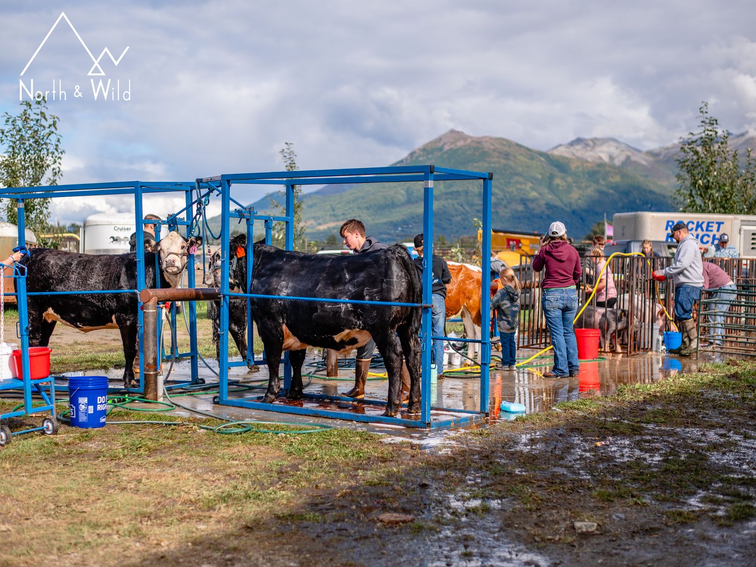 Livestock Photography by North and Wild in Alaska