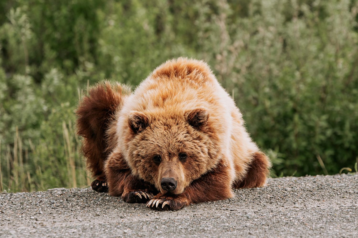 Alaska Landscapes by North and Wild