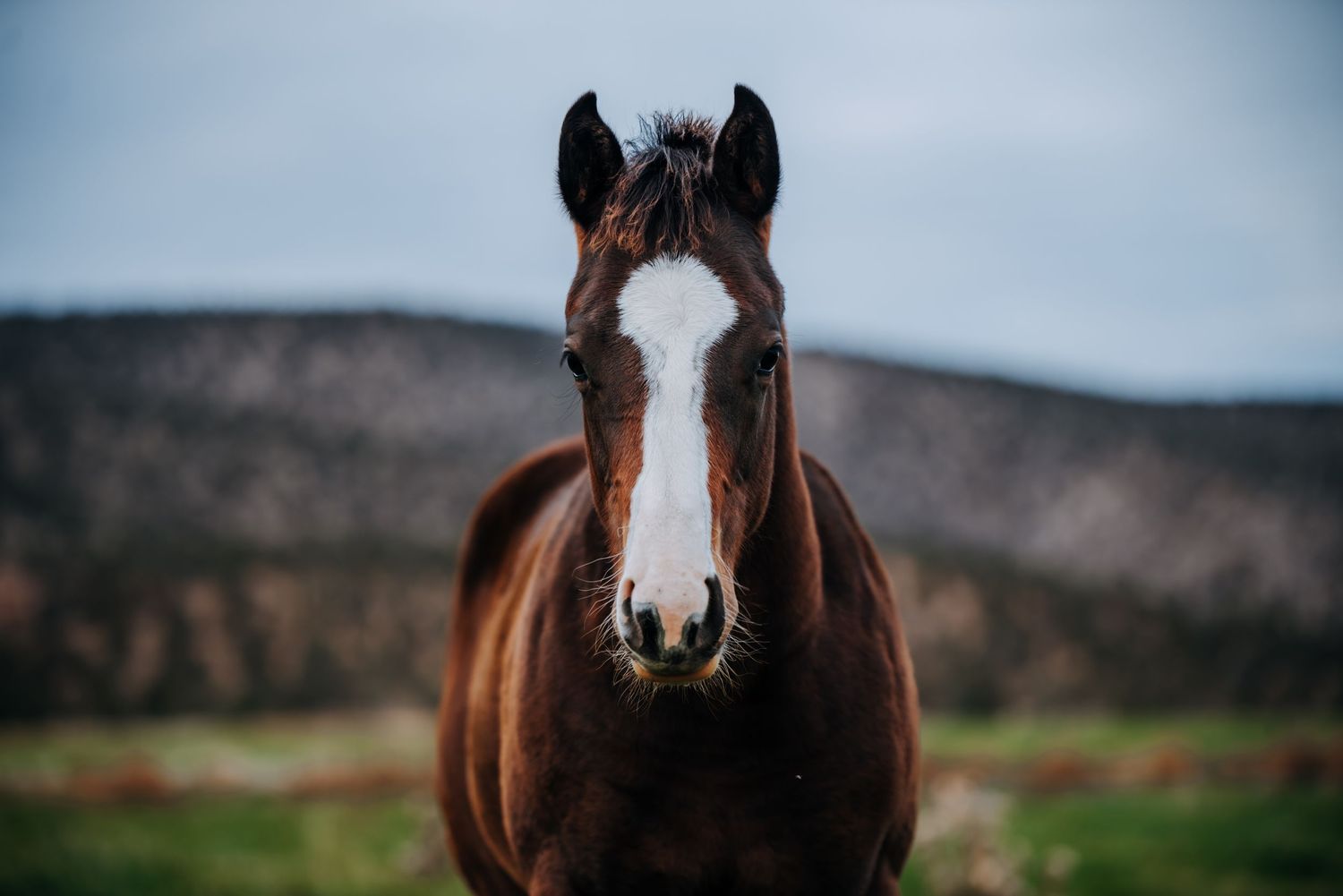 Equine horse Photography in Alaska by North and Wild