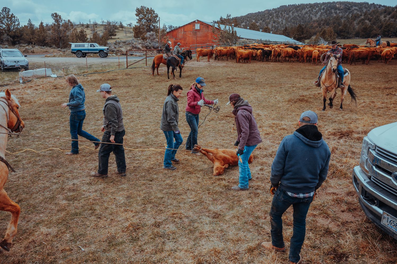 Cattle Branding in Oregon by North and Wild