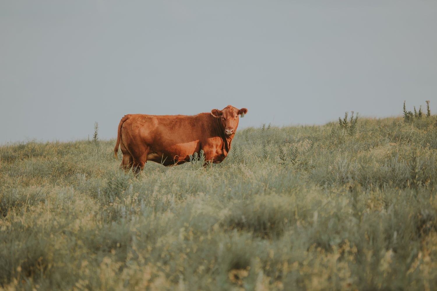 Kansas Landscapes by North and Wild