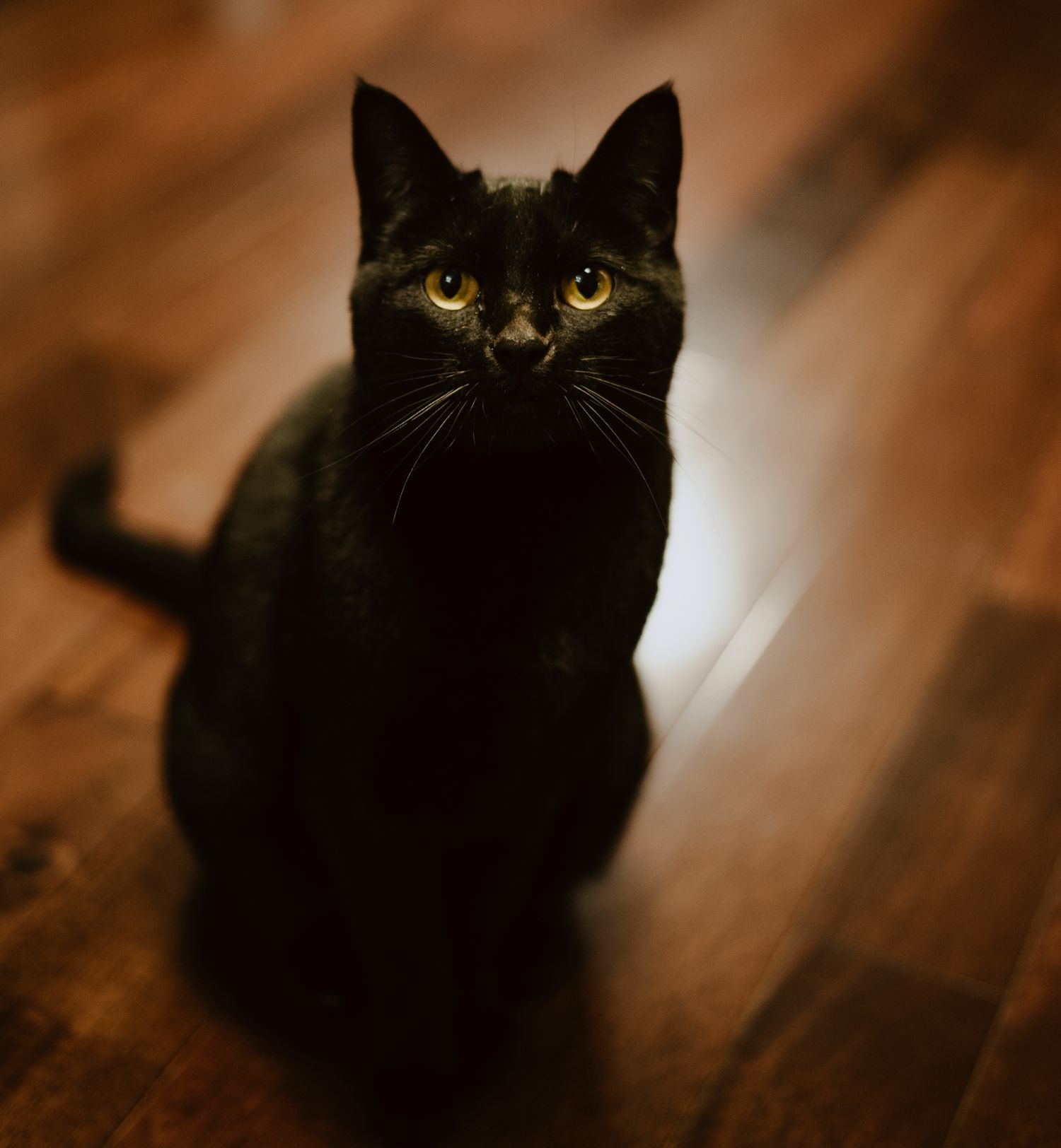 Pet photography North and Wild Alaska