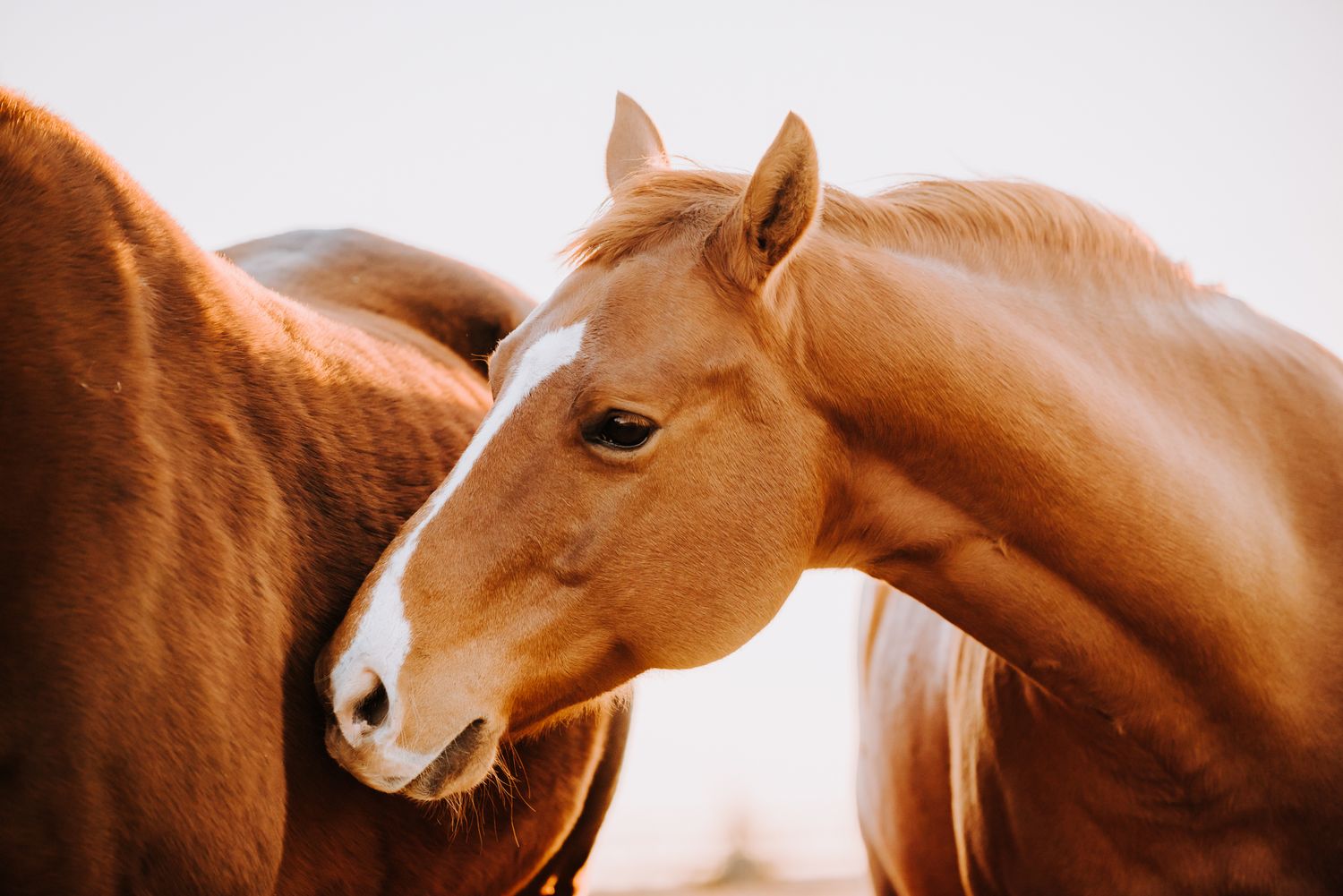 Horse Equine Photography by North and Wild