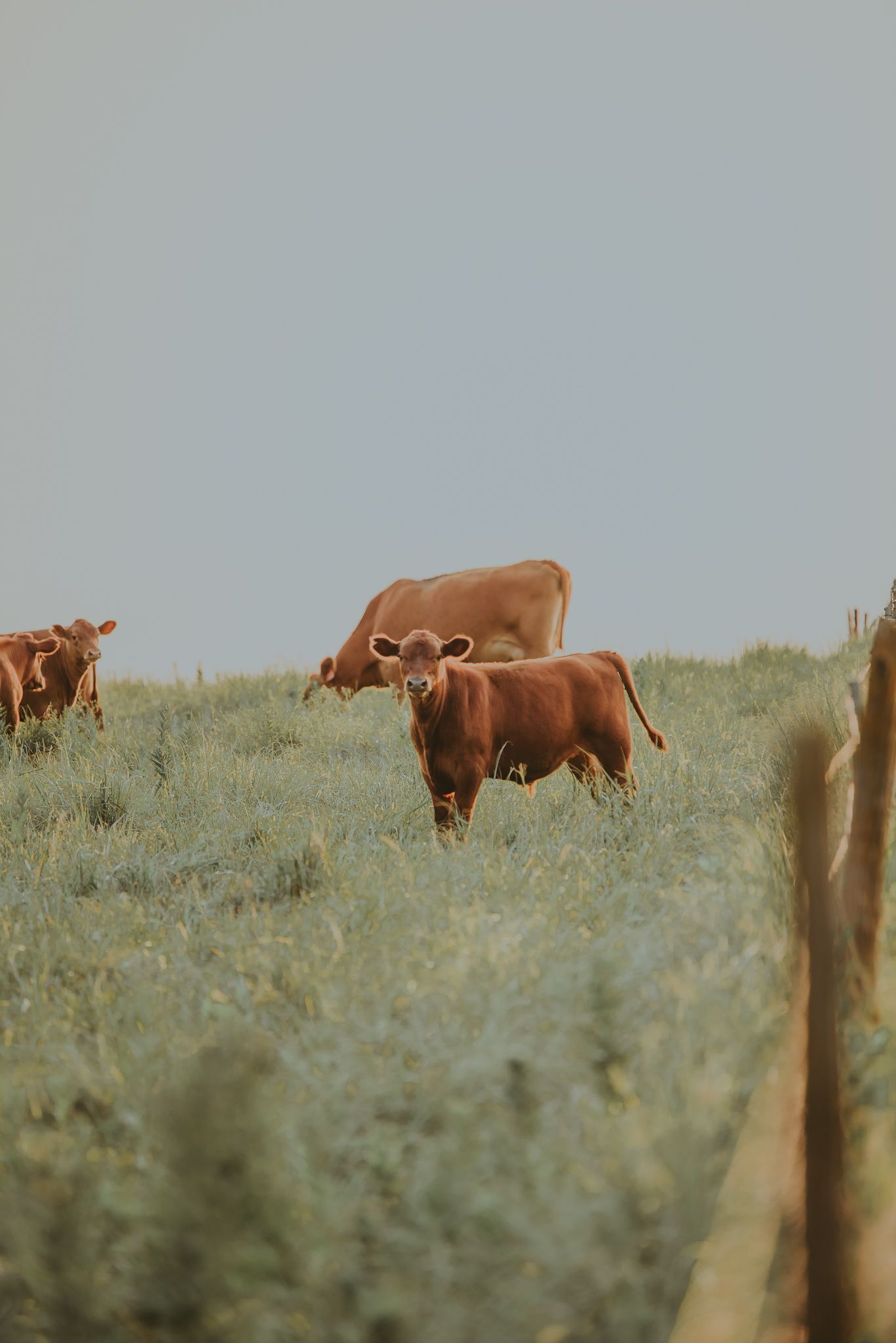 Kansas Landscapes by North and Wild