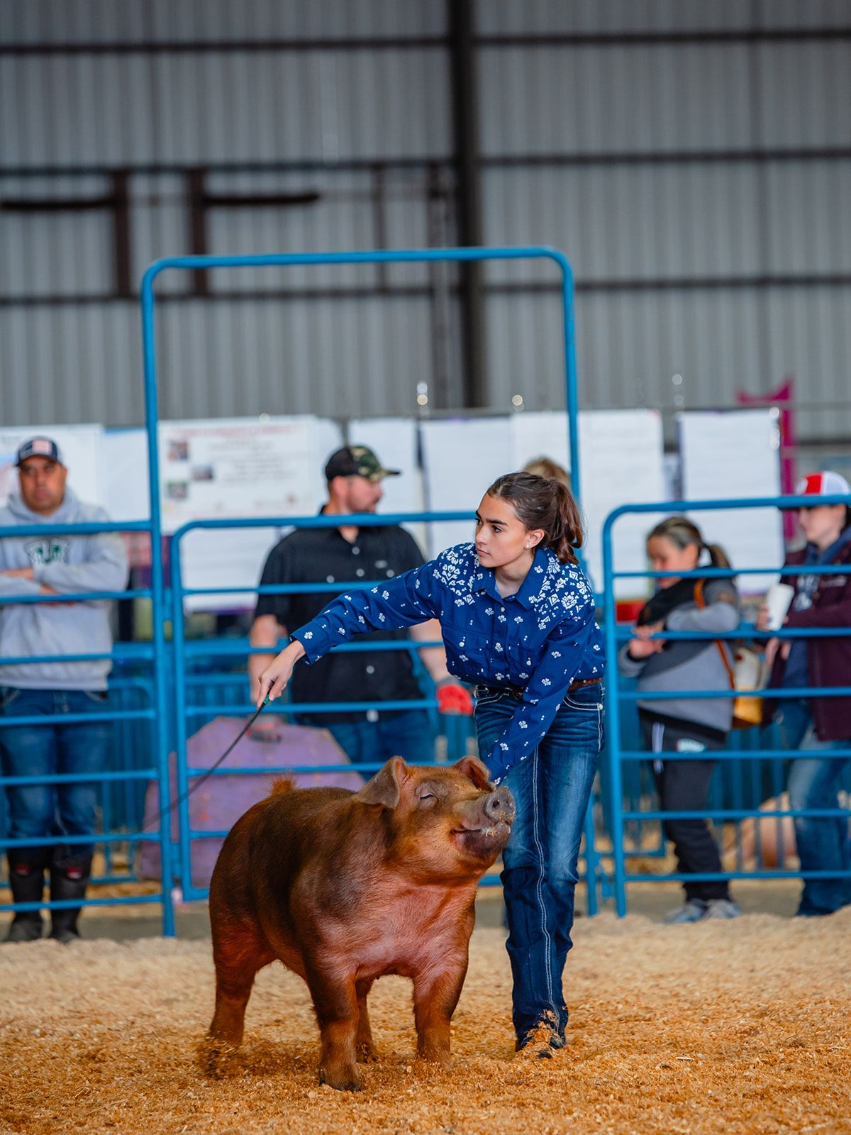 Livestock Photography by North and Wild in Alaska