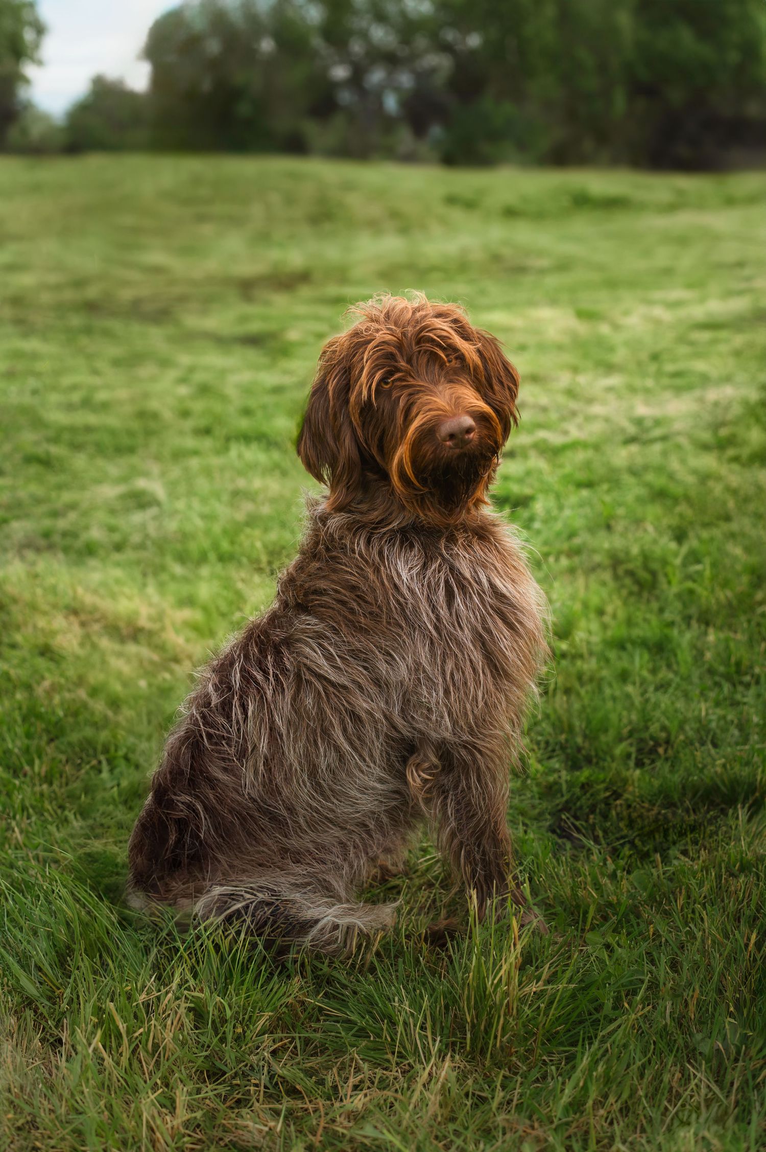 Pet photography North and Wild Alaska