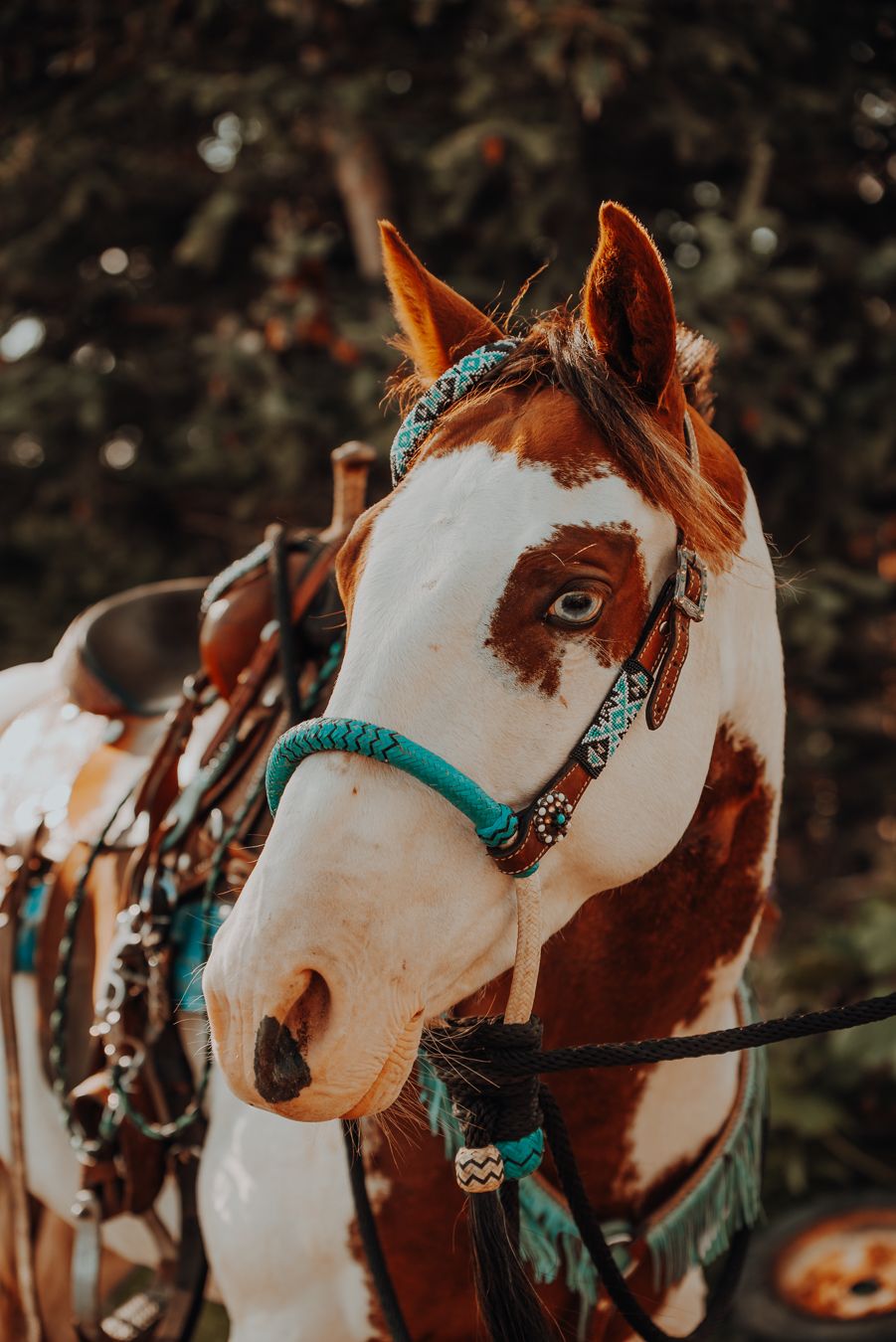 Equine horse Photography in Alaska by North and Wild
