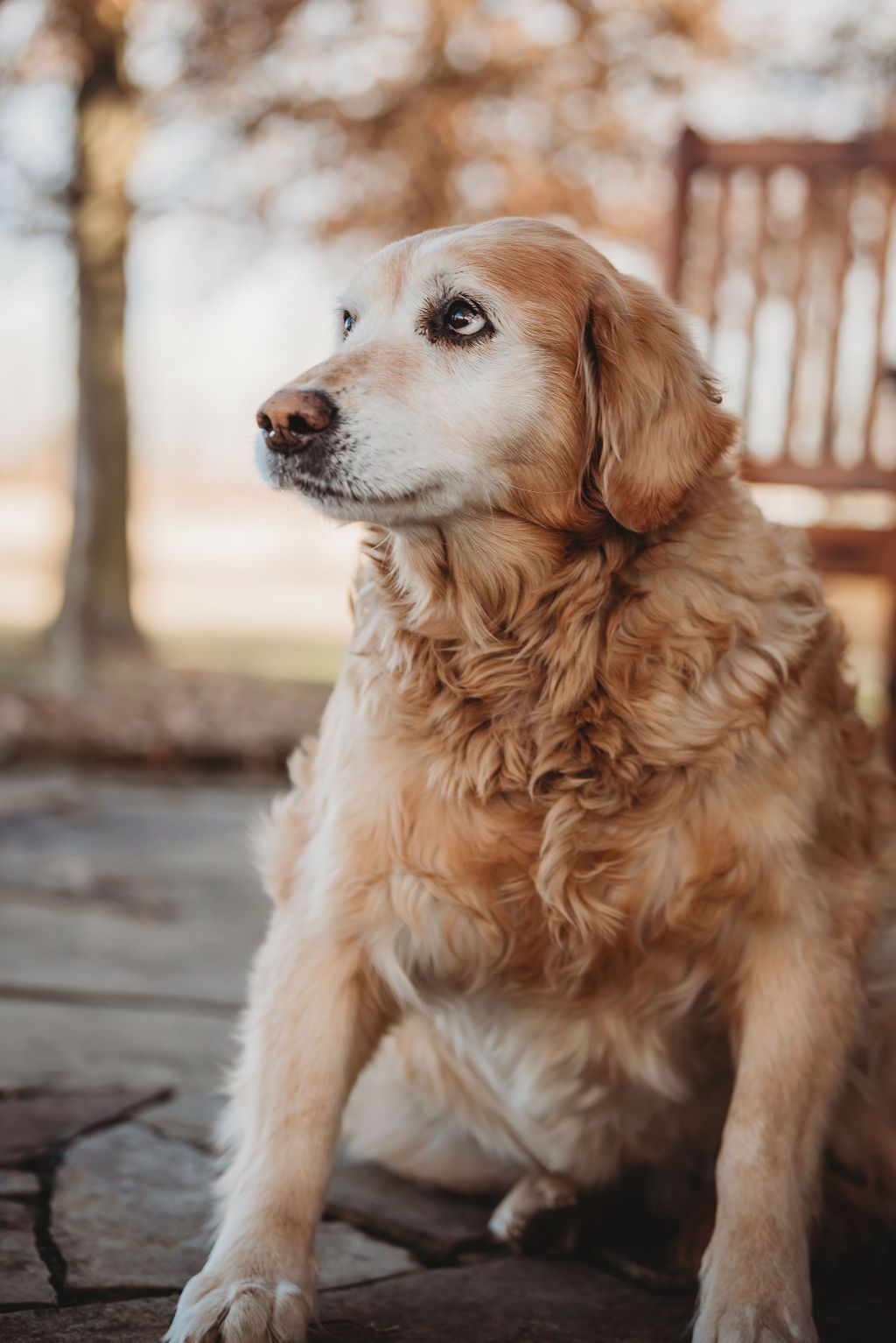 Pet photography North and Wild Alaska