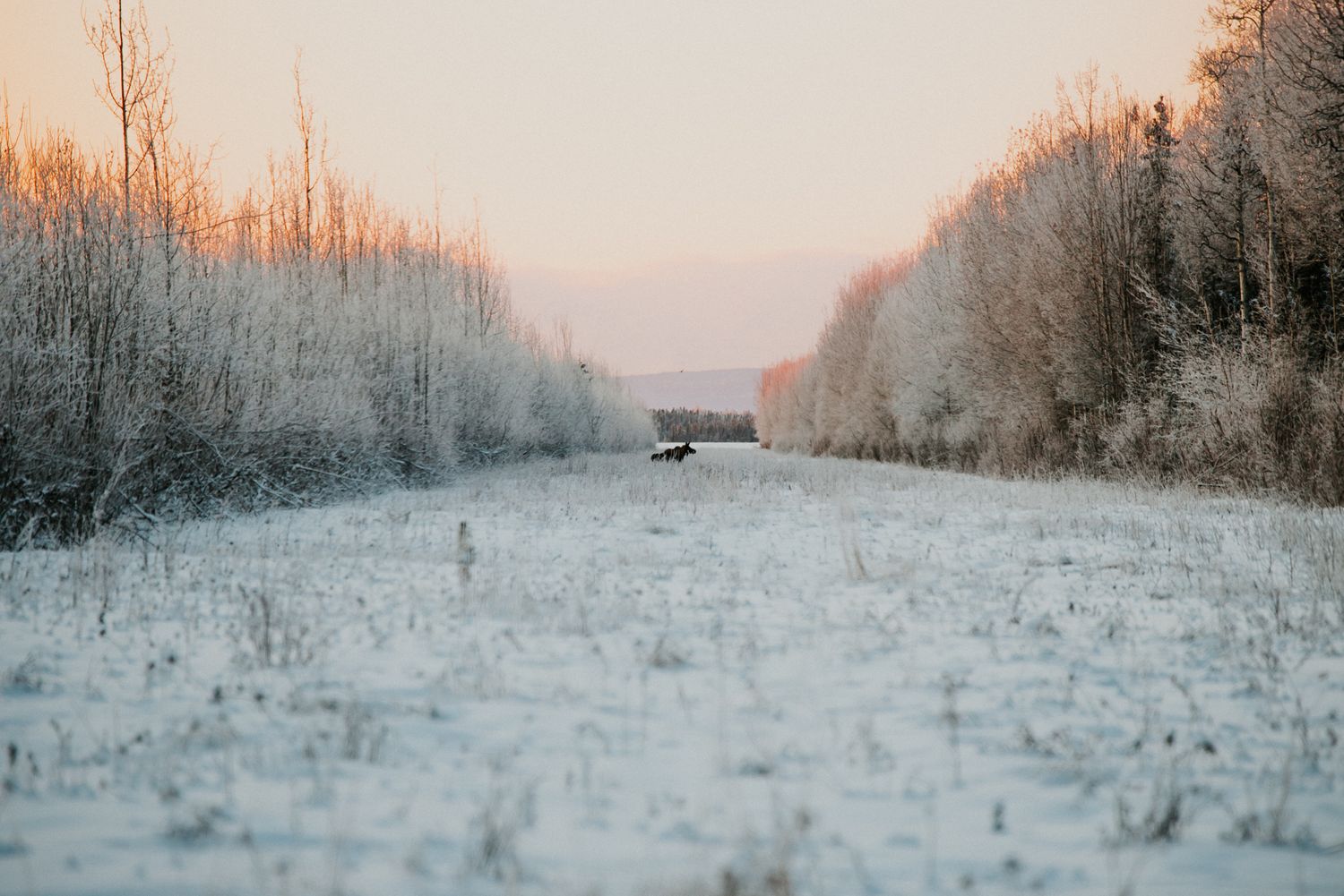 Alaska Landscapes by North and Wild Moose in frozen field