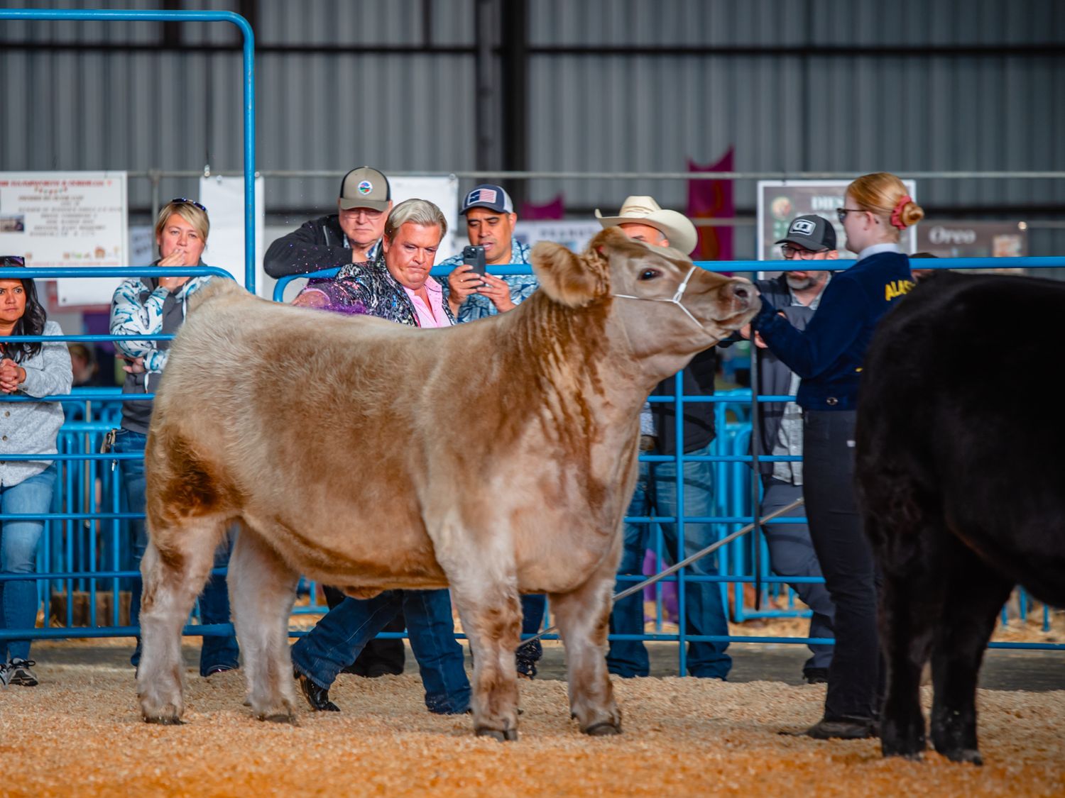 A light brown show cow stands in profile in an indoor arena with blue barriers and spectators.