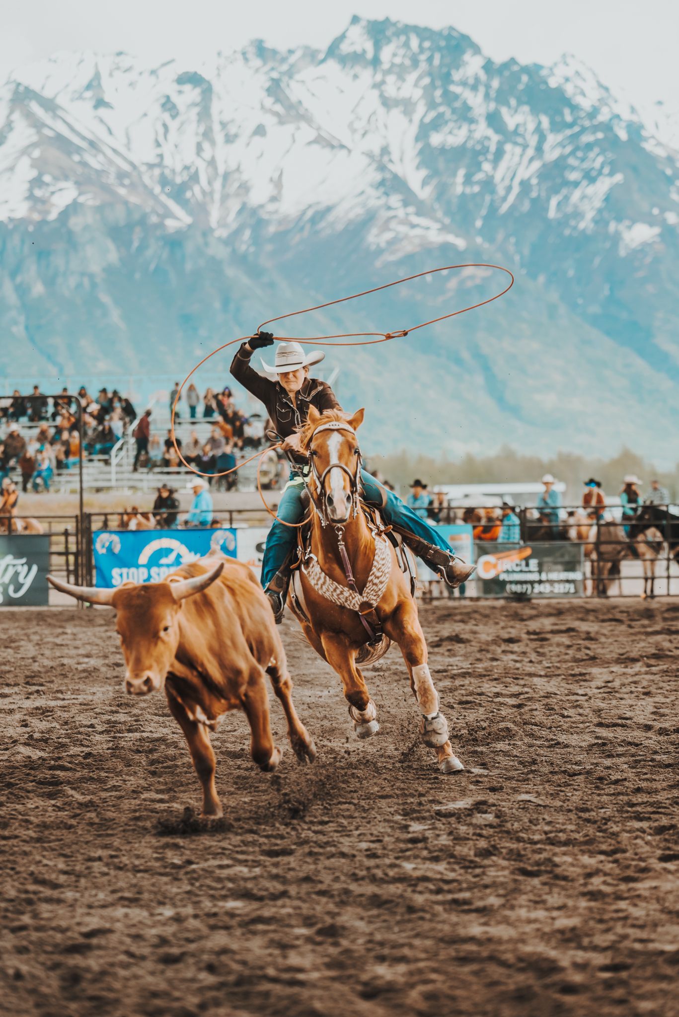Roper on horseback chasing calf with snow-capped mountains in background.