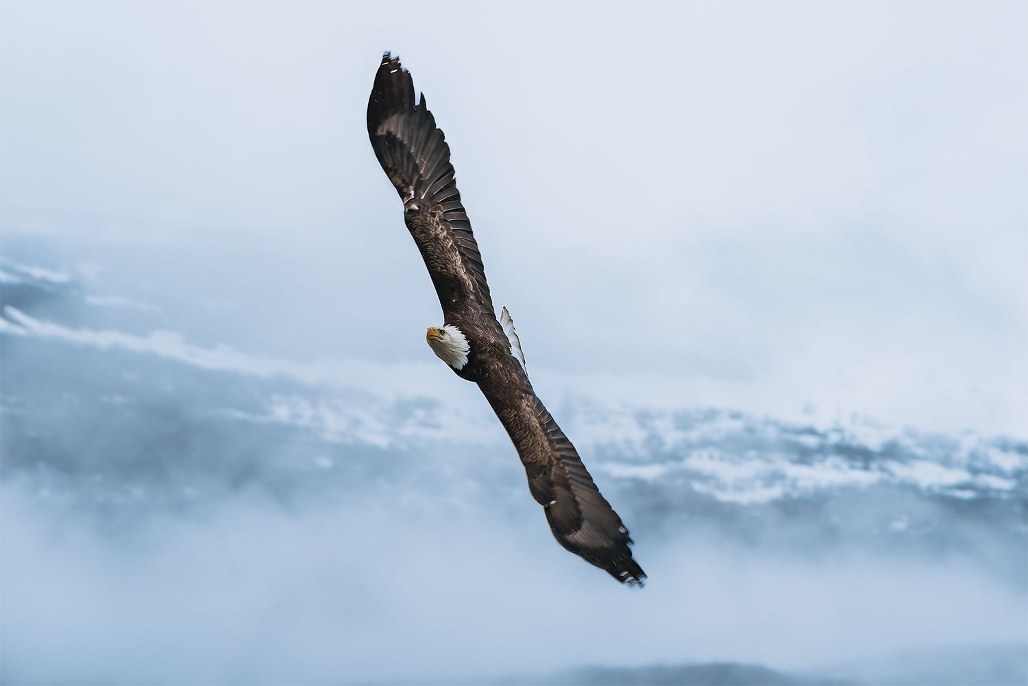Alaskan Eagle by North and Wild