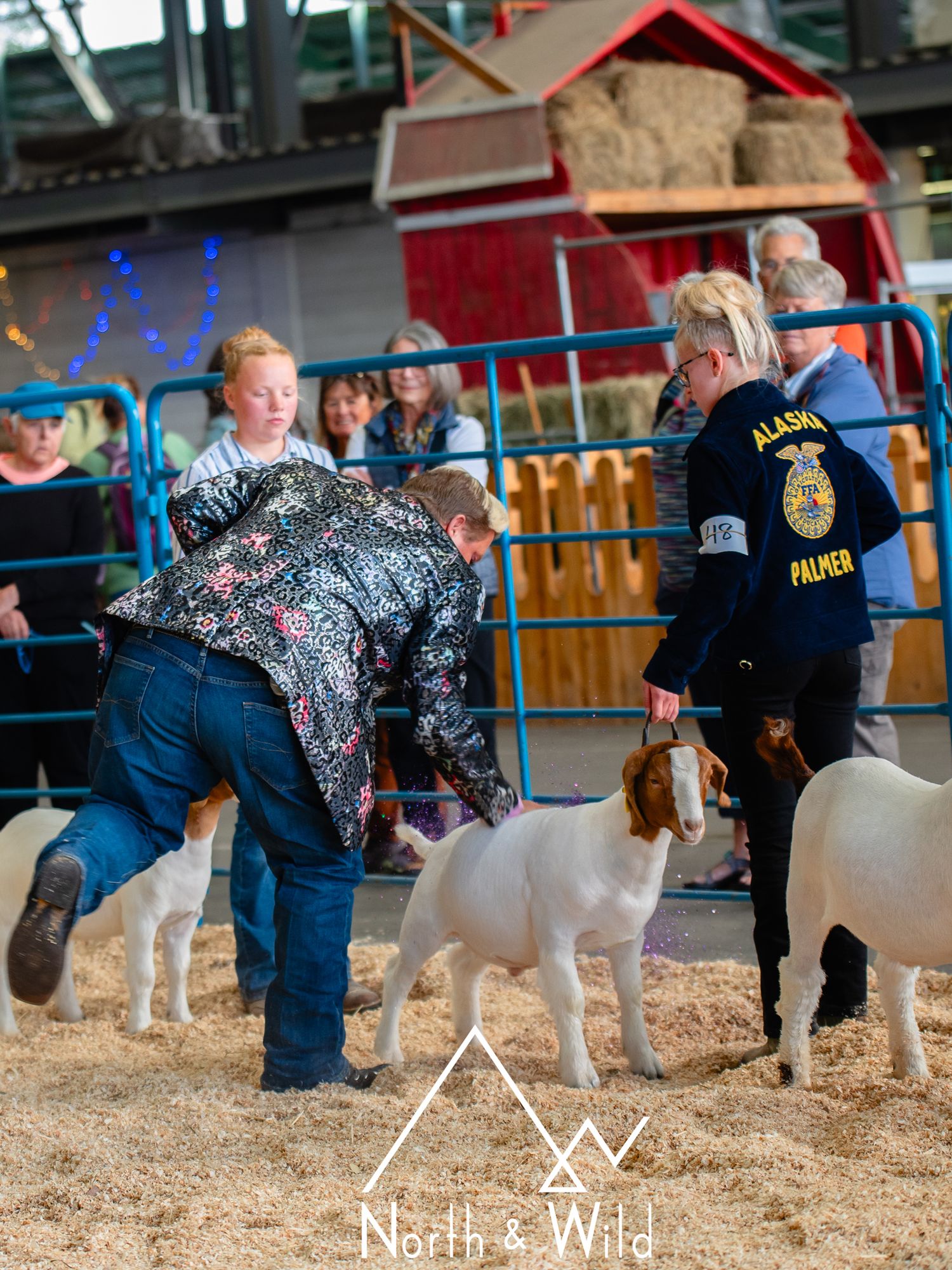 Livestock Photography by North and Wild in Alaska