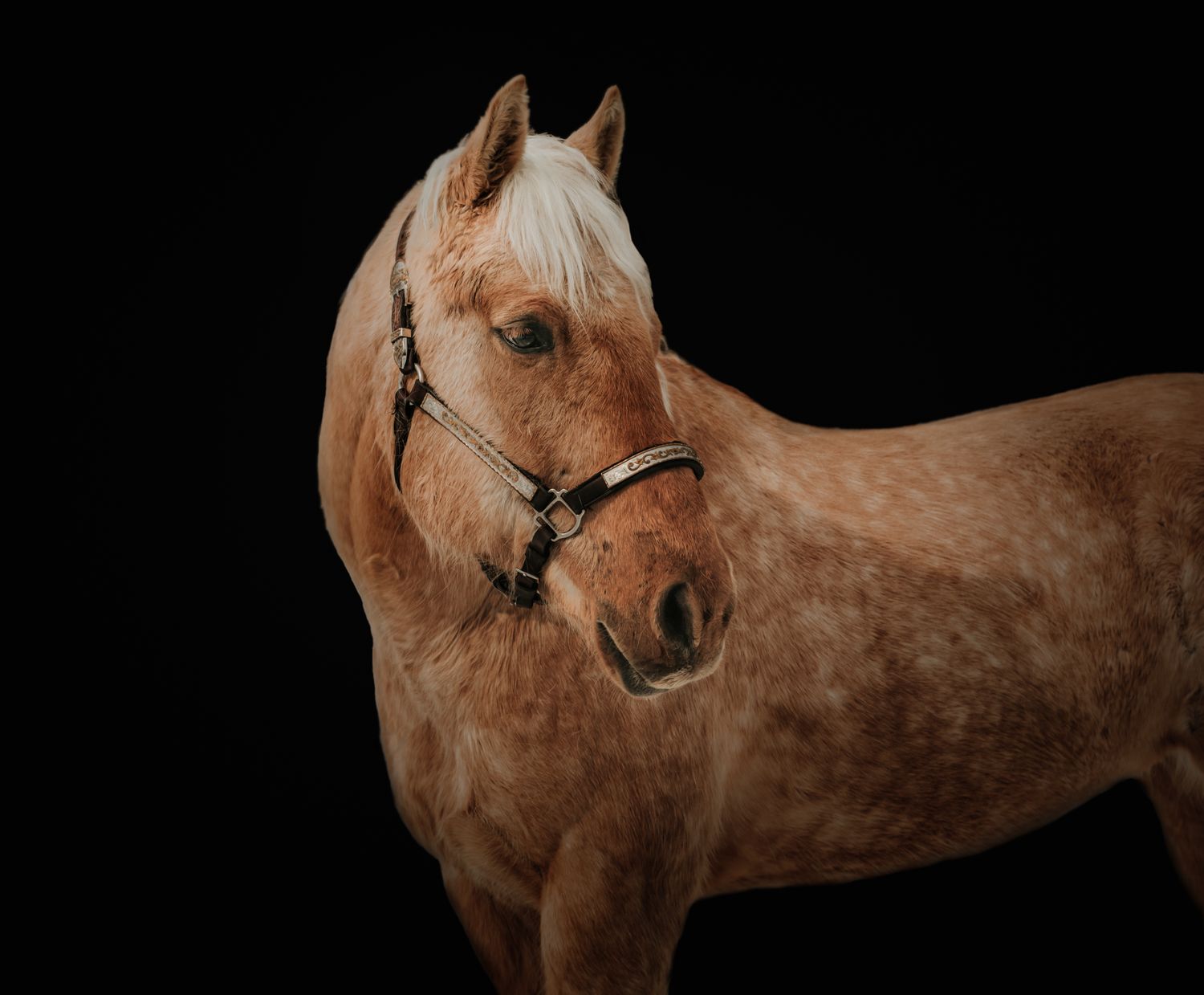 Equine horse Photography in Alaska by North and Wild