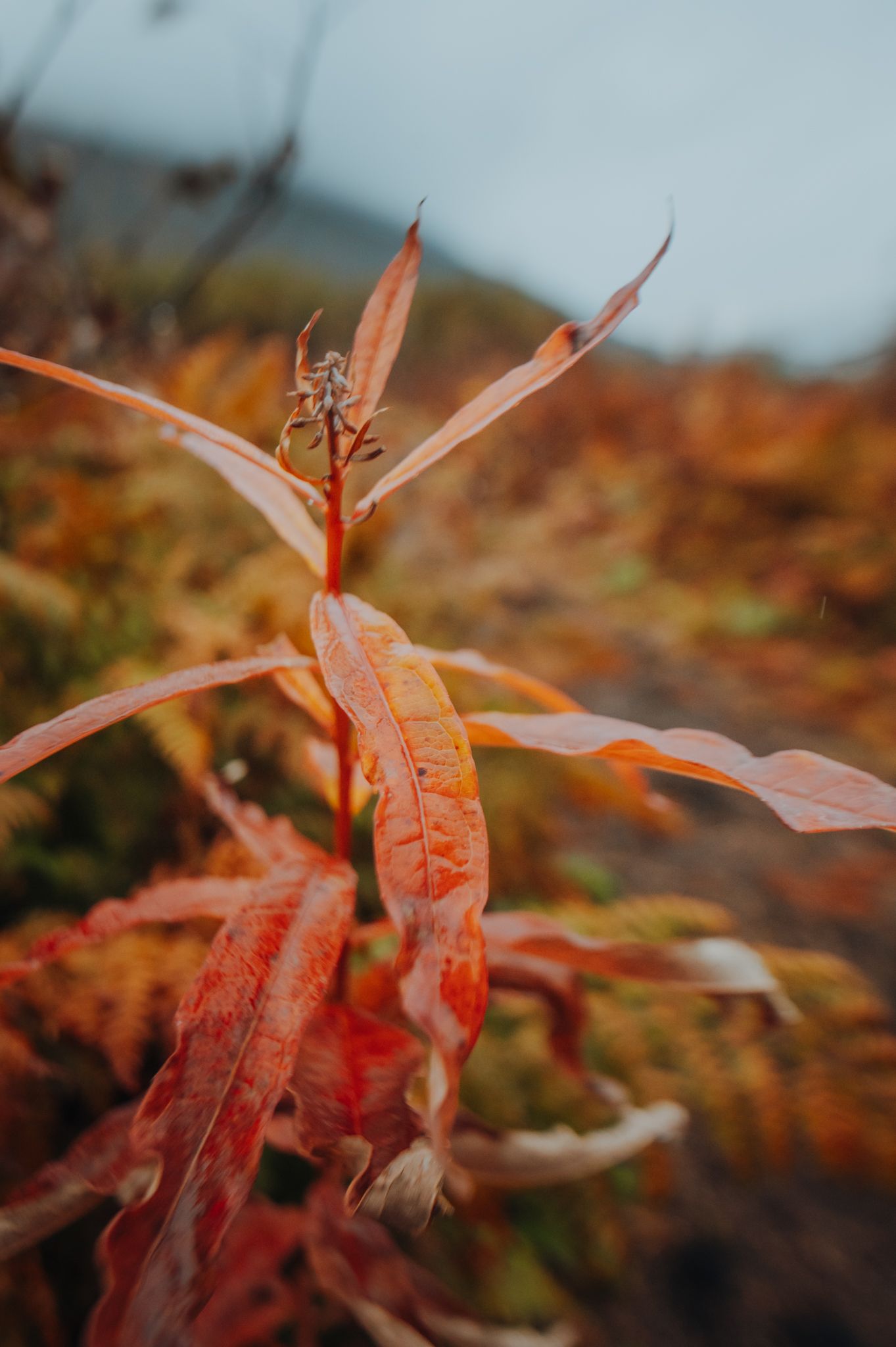 Alaska Landscapes by North and Wild