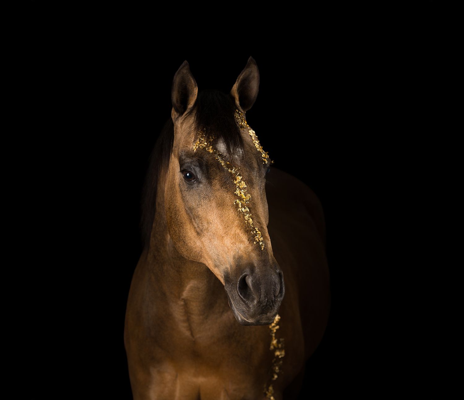 A bay horse with decorative gold accessories photographed against a dark background.