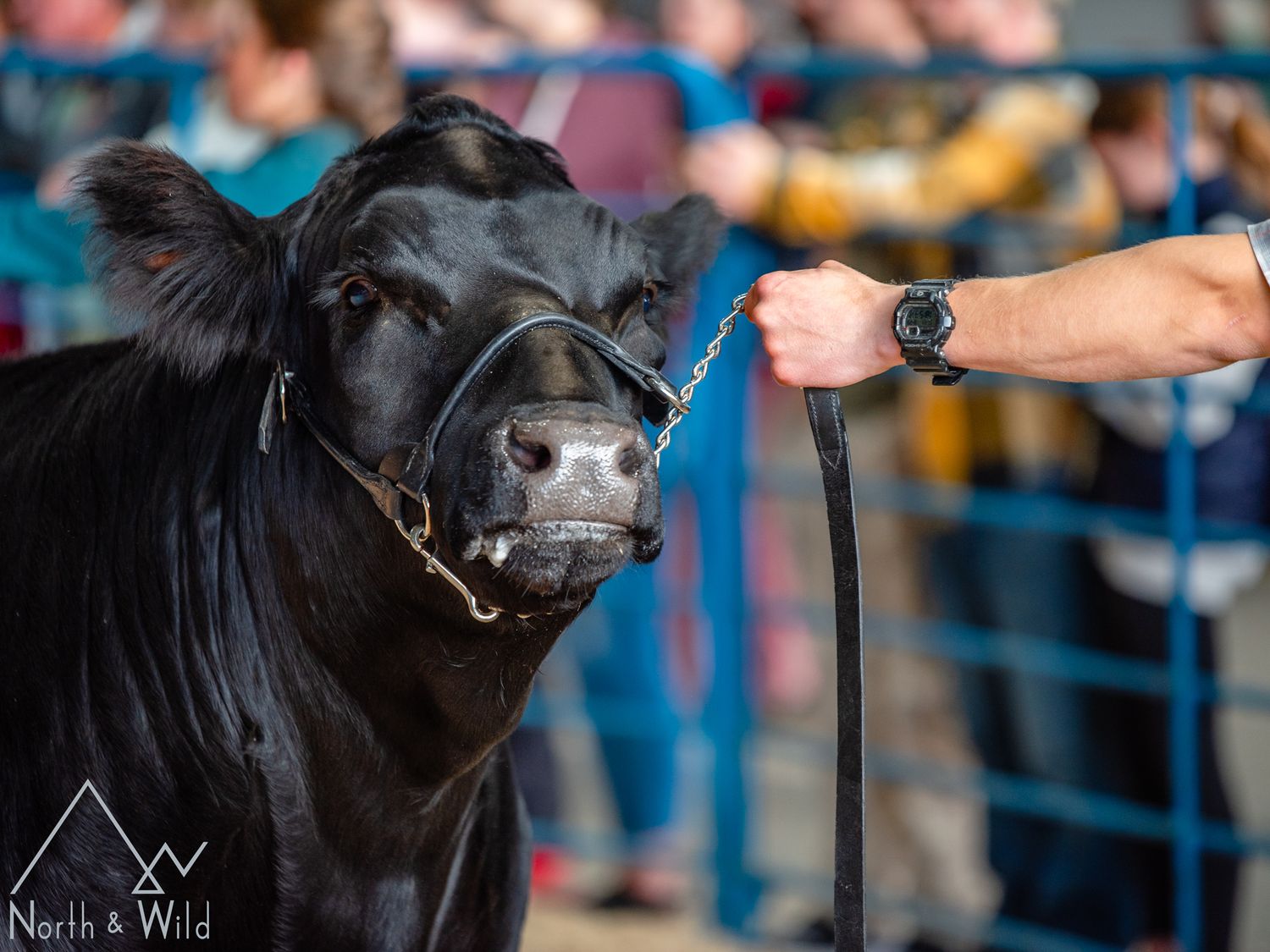 Livestock Photography by North and Wild in Alaska