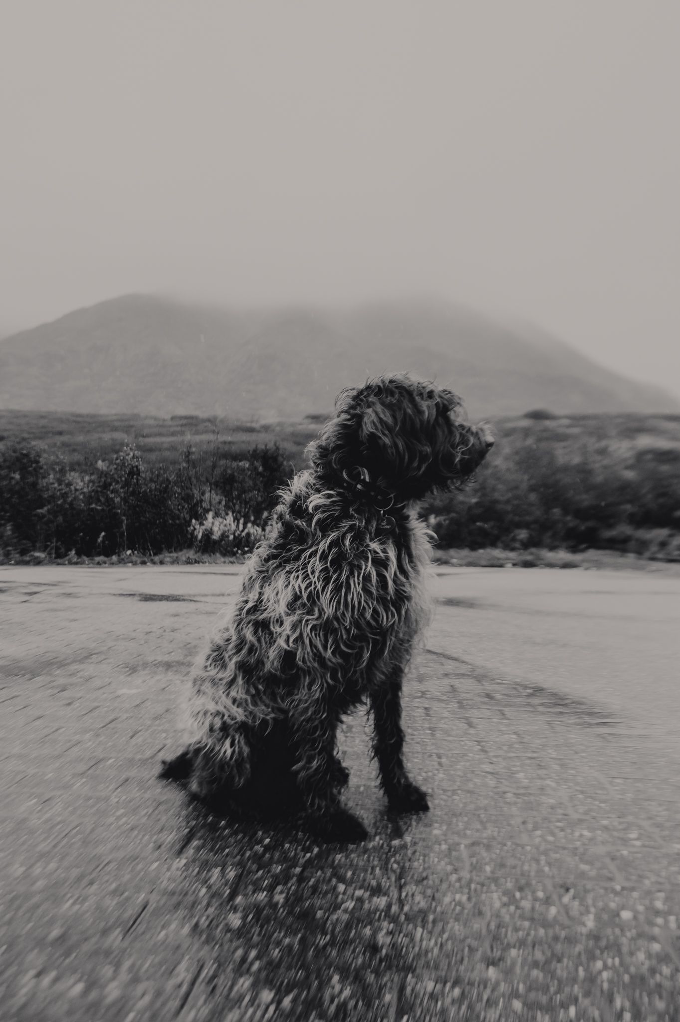 Dog photography North and Wild Alaska