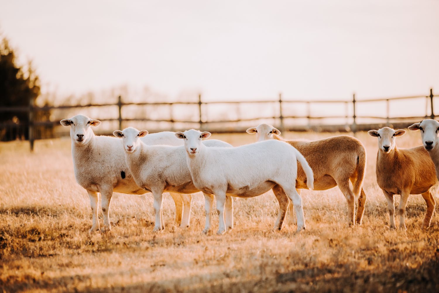 Ranch Branding and Photography by North and Wild