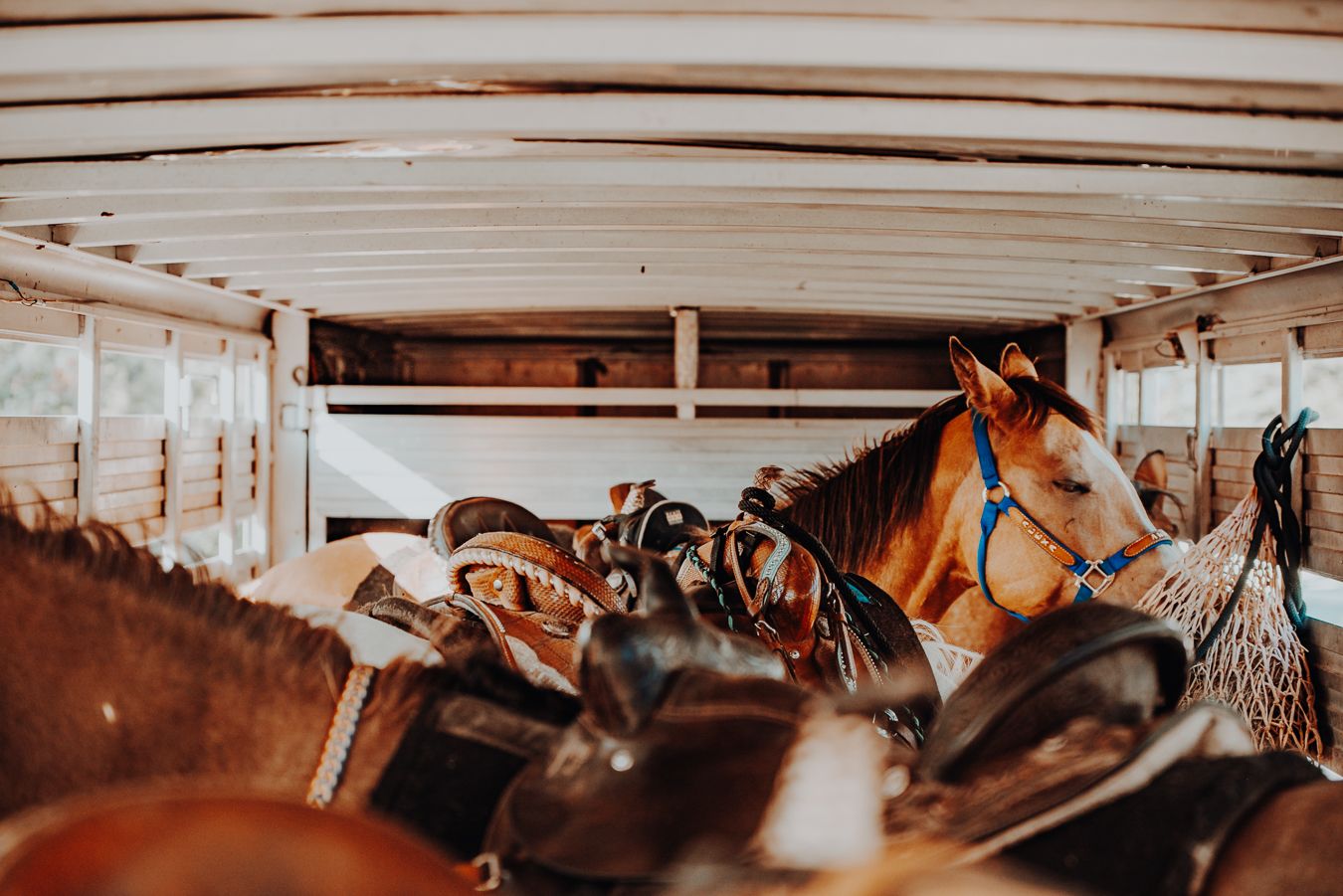 Equine horse Photography in Alaska by North and Wild