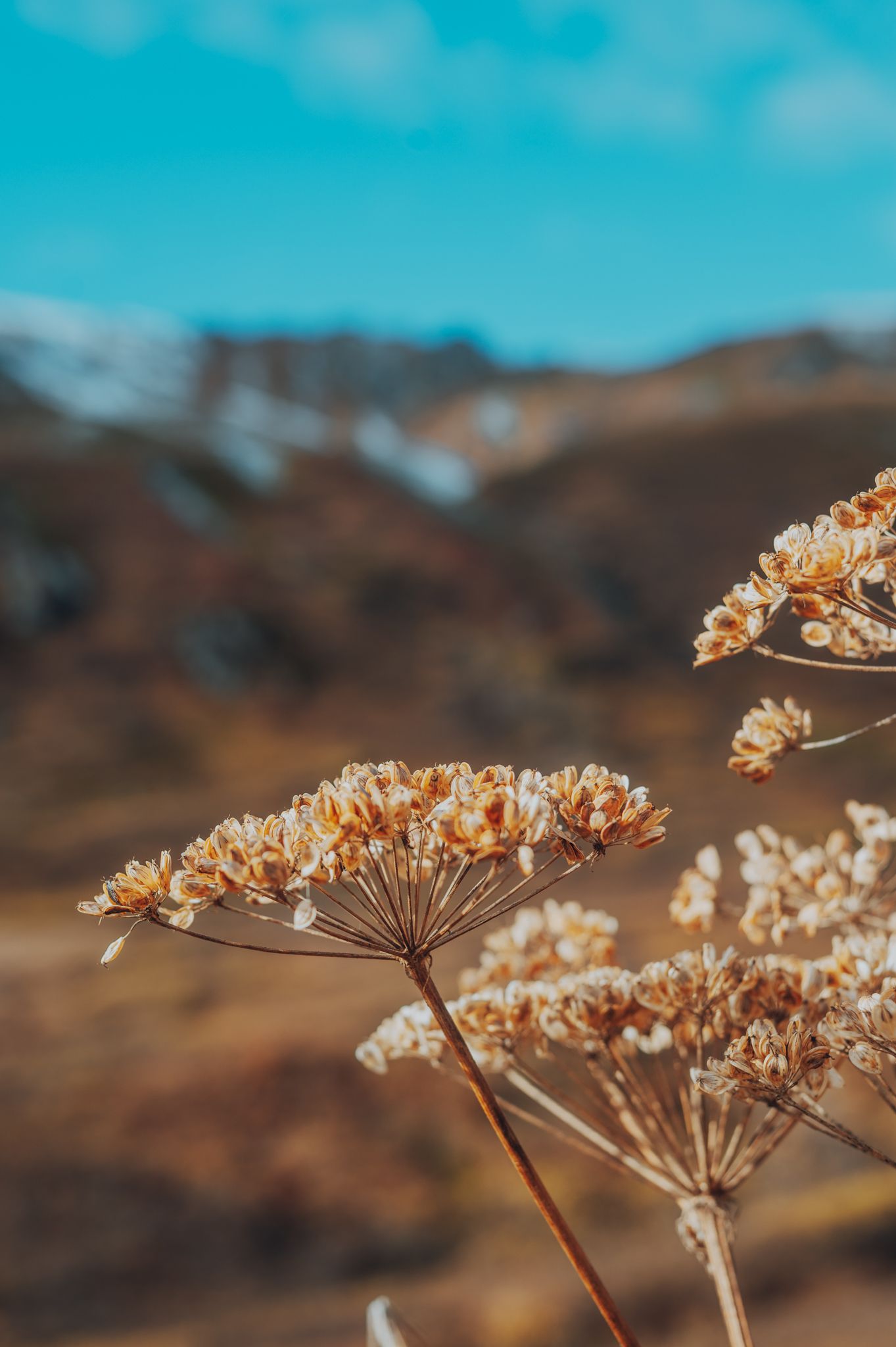 Alaska Landscapes by North and Wild