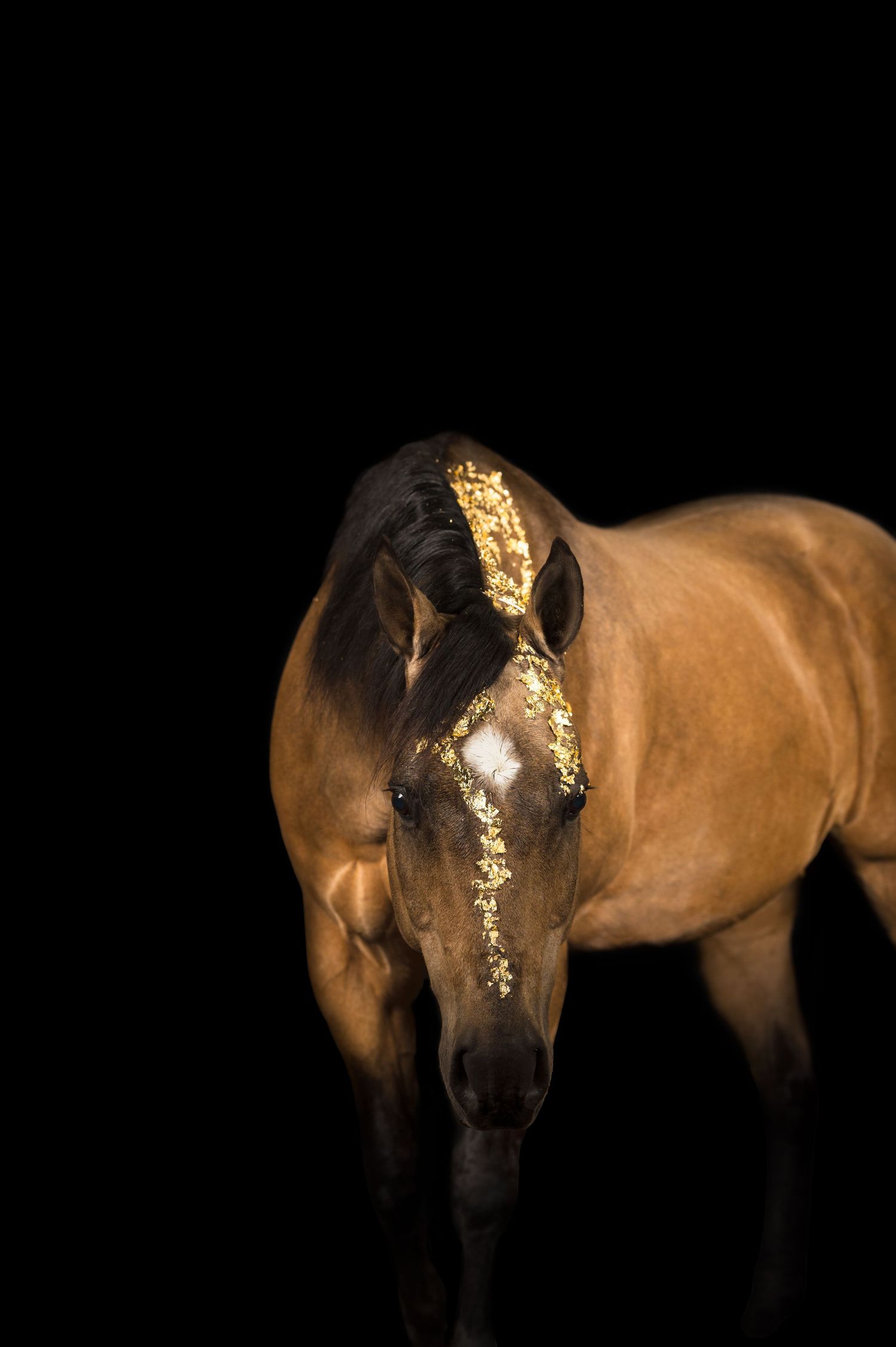 Equine Photography Black Background North and Wild Photography Alaska