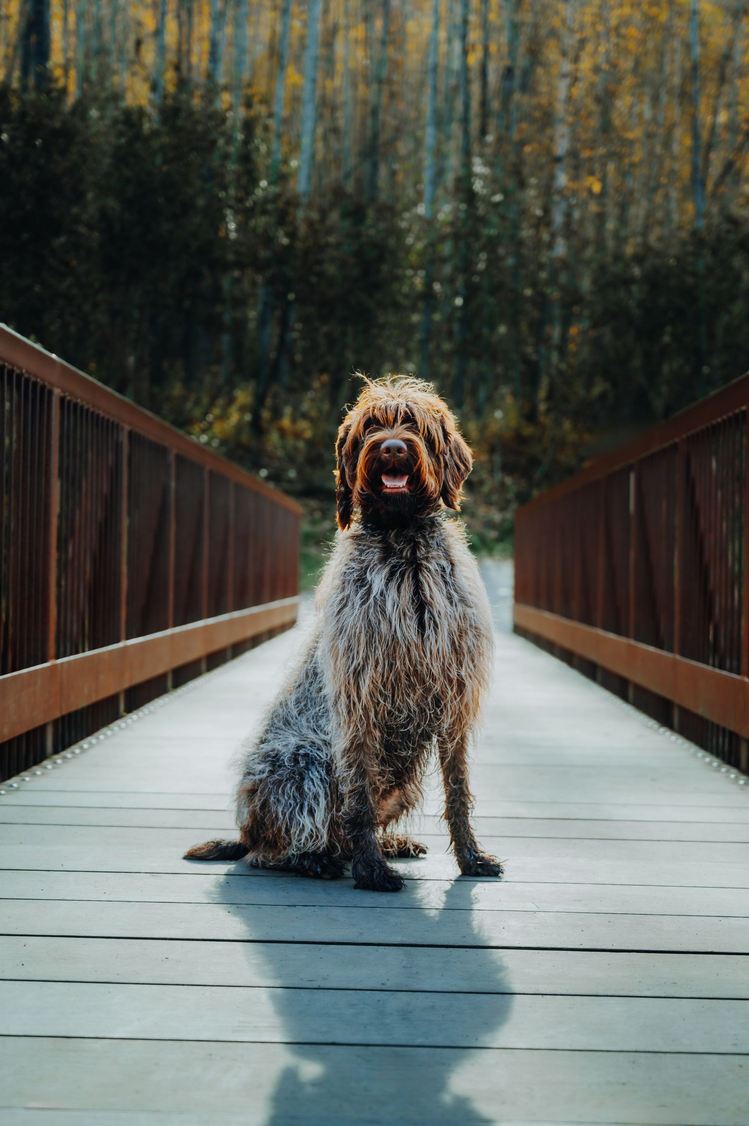 Pet photography North and Wild Alaska