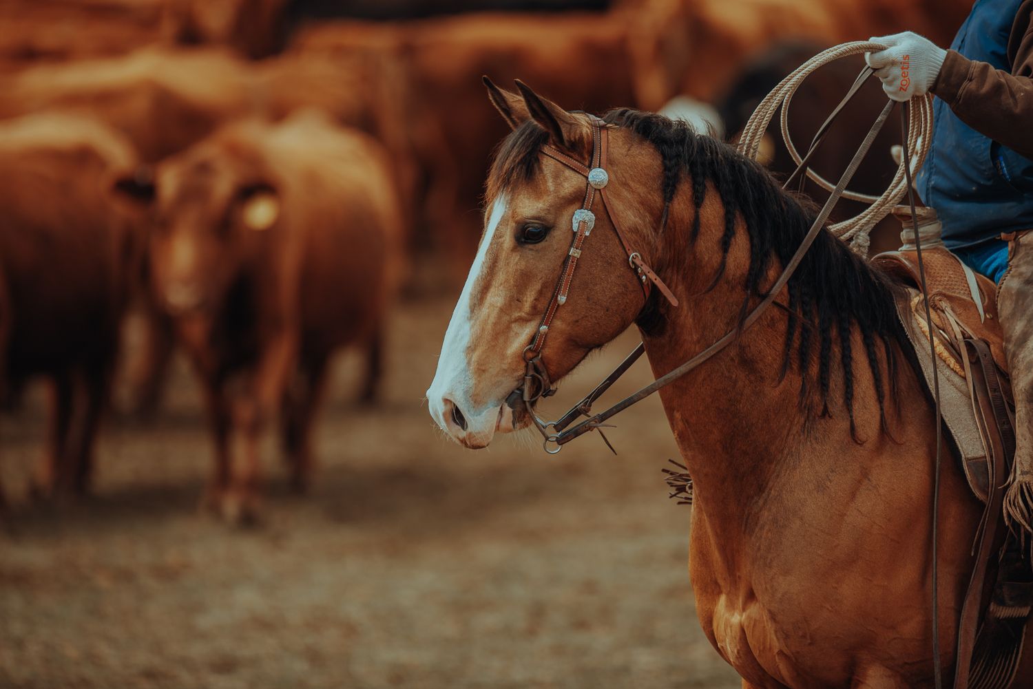 Equine and Owner Portrait Photography by North and Wild in Kansas