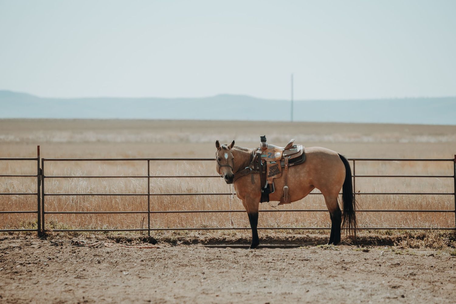 Horse in arena captured by North and Wild Photography