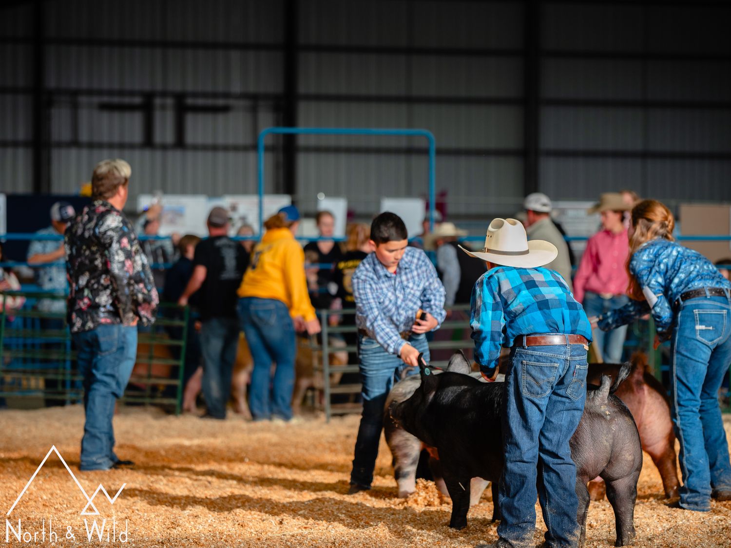 Livestock Photography by North and Wild in Alaska