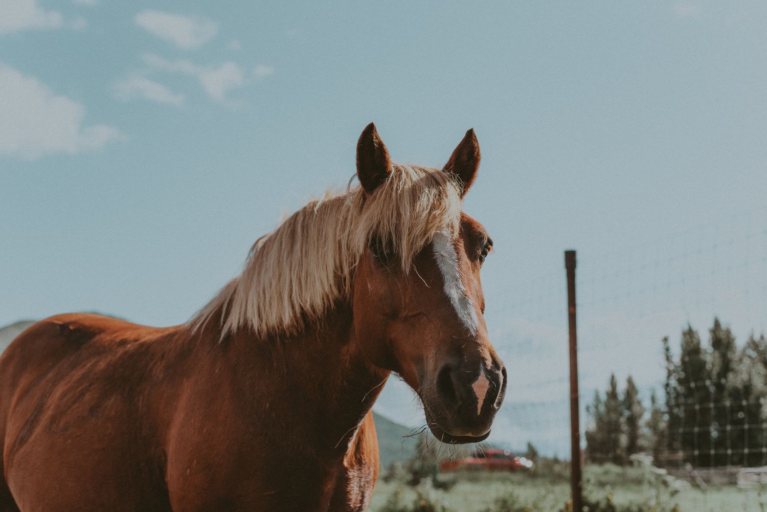Event Photographer in Alaska North and Wild Rodeo, Cowgirl, Horse Sunderland Ranch