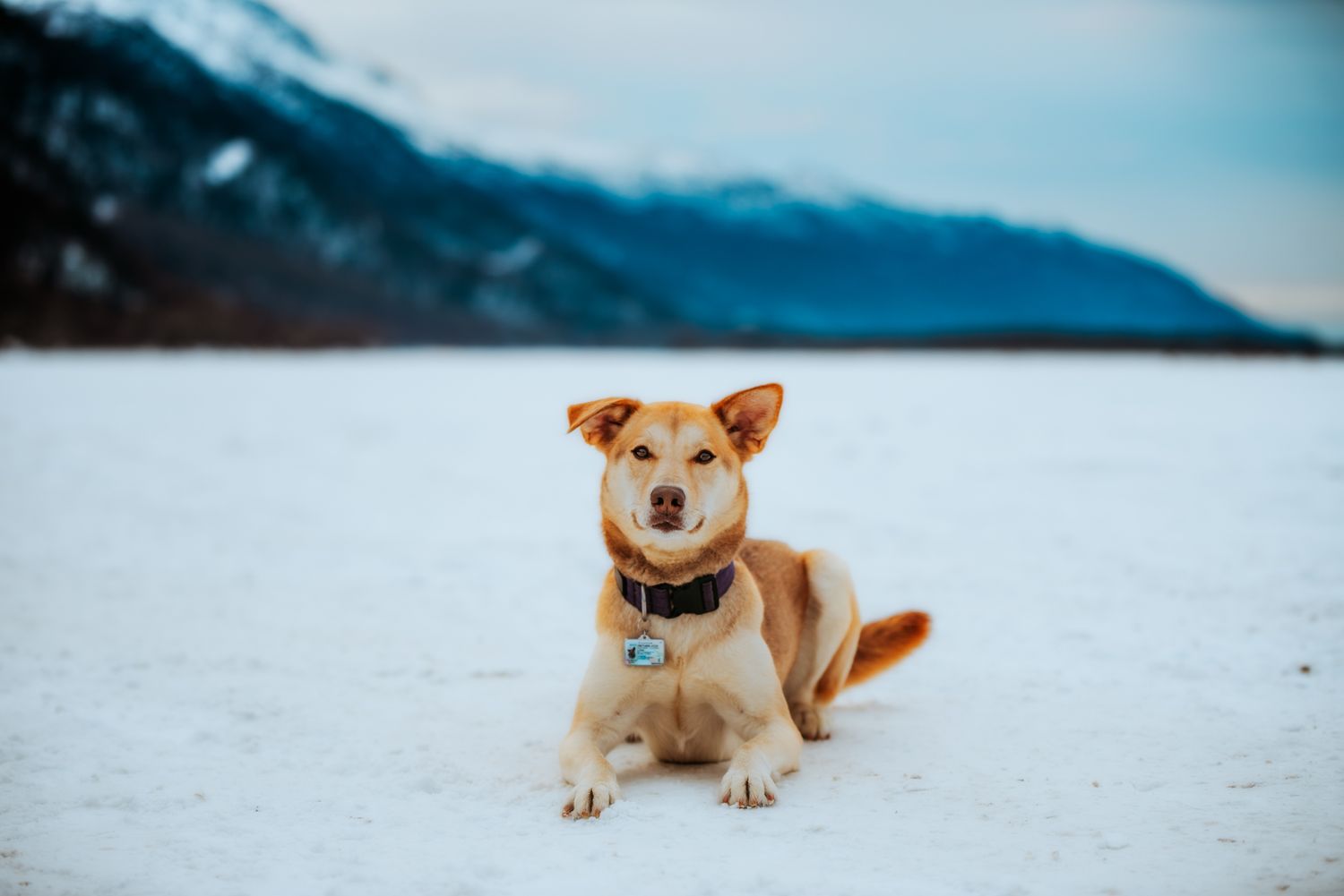 Dog photography North and Wild Alaska