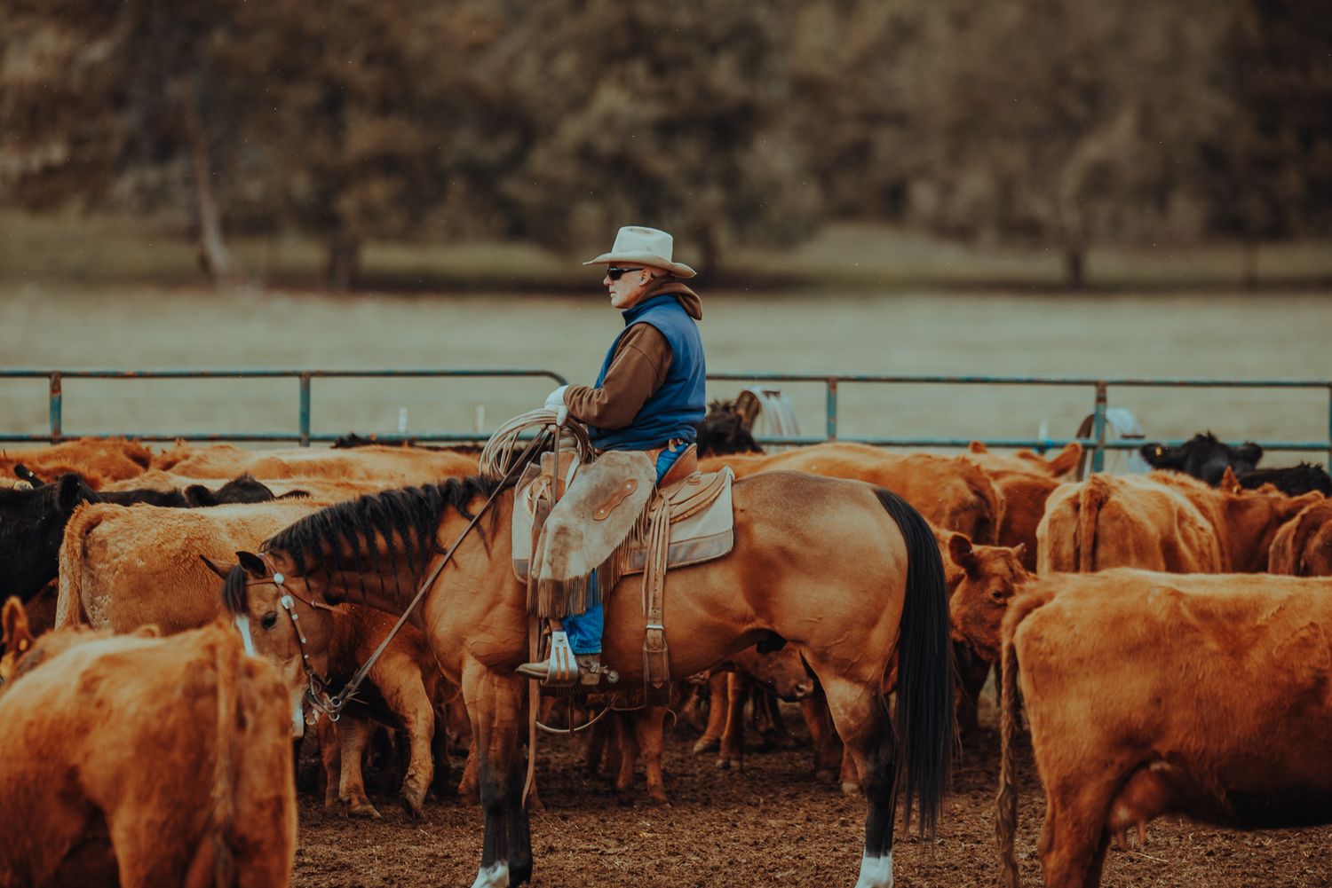Cattle Branding in Oregon by North and Wild