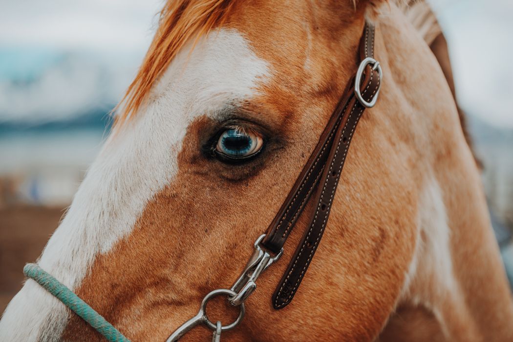 Equine horse Photography in Alaska by North and Wild