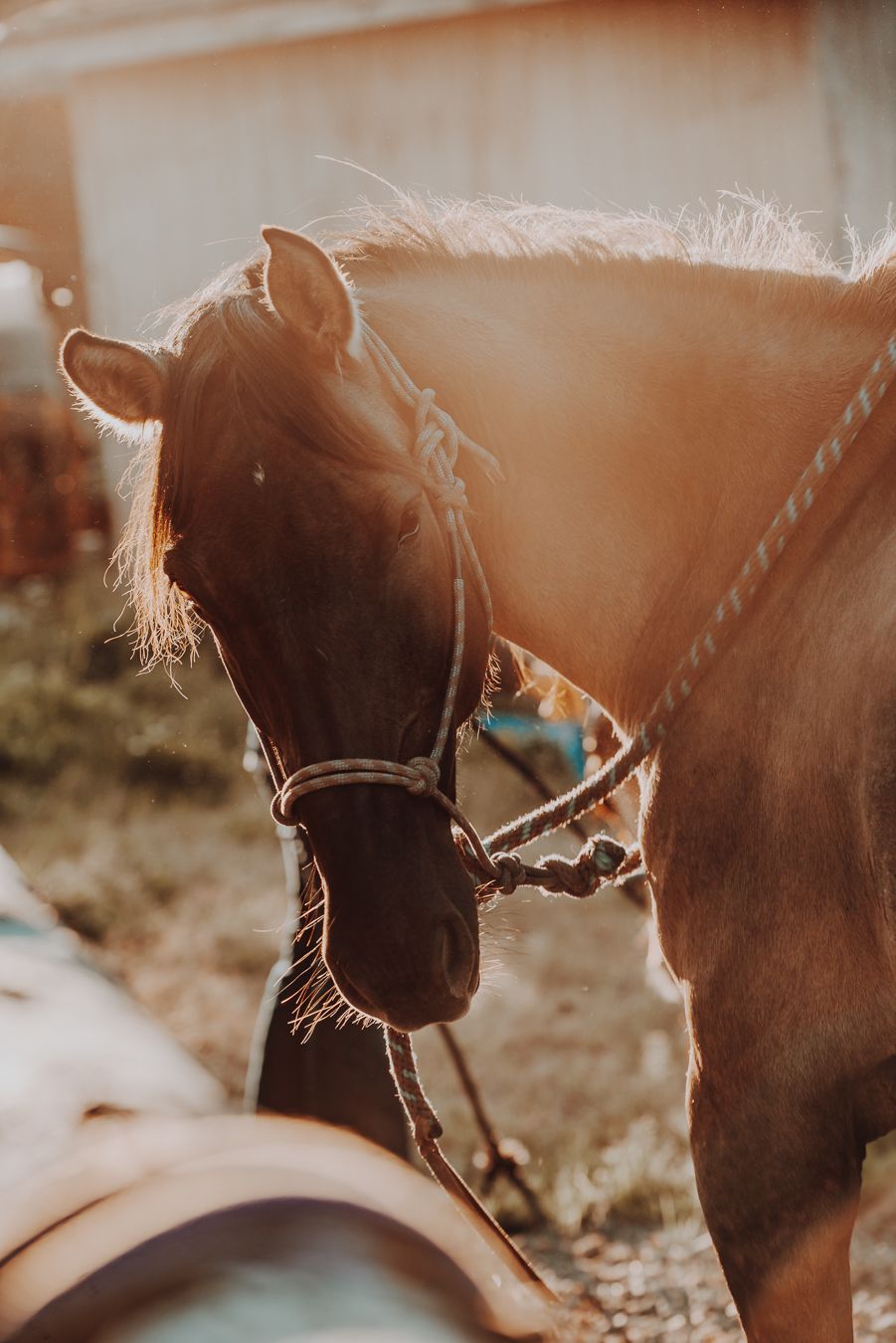 Equine horse Photography in Alaska by North and Wild