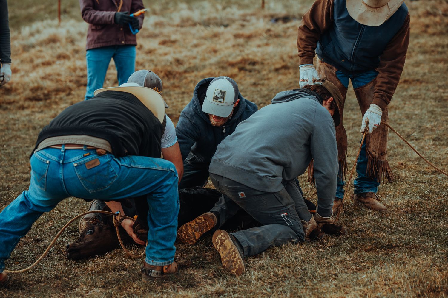 Cattle Branding in Oregon by North and Wild
