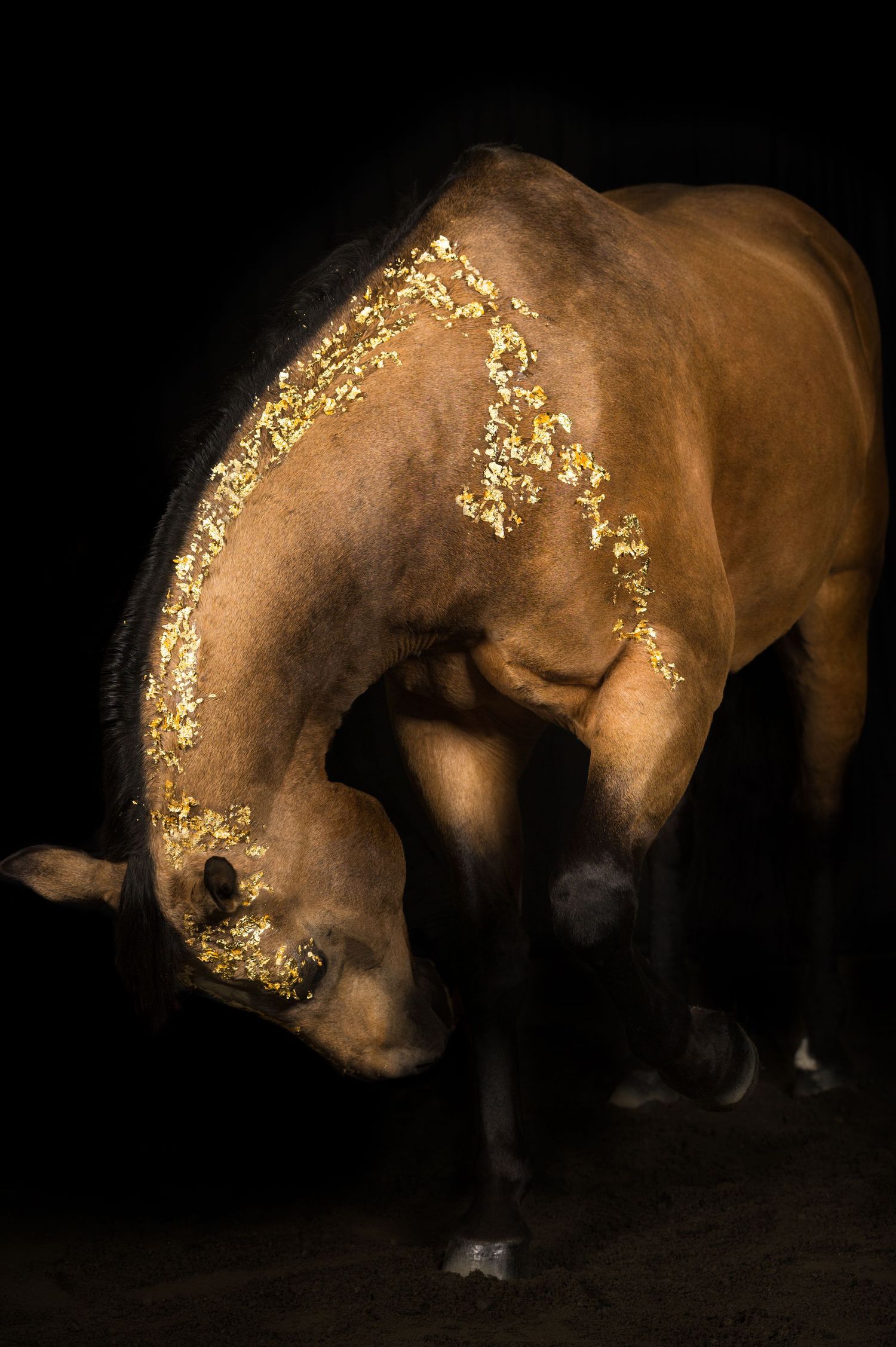 Equine Photography Black Background North and Wild Photography Alaska