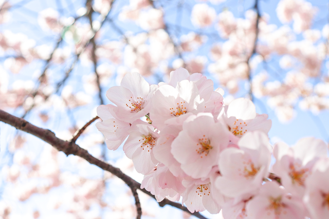 Delicate pink cherry blossoms bloom against a bright blue spring sky with soft white clouds in the background.