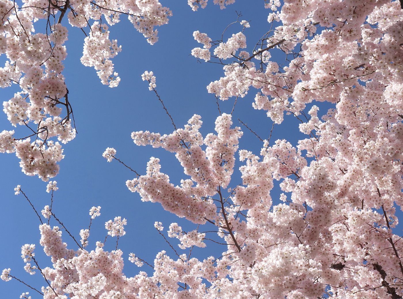 Cherry Blossoms at the Tidal Basin in Washington, DC during peak bloom
