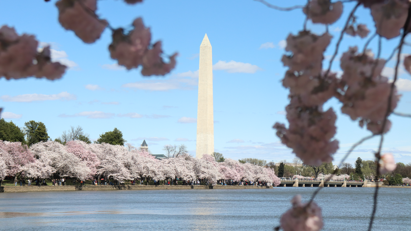 Cherry blossoms frame the Washington Monument against a bright blue sky during peak bloom in Washington DC.