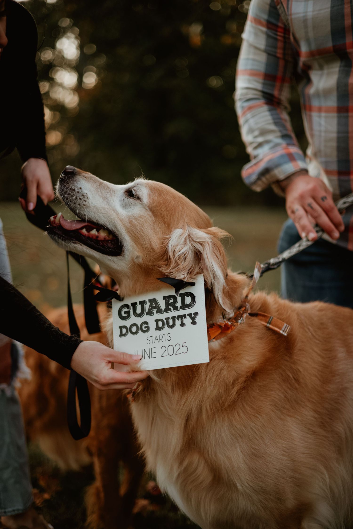 A golden retriever wearing a sign saying 'Guard Duty' while being pet by someone in a plaid shirt.