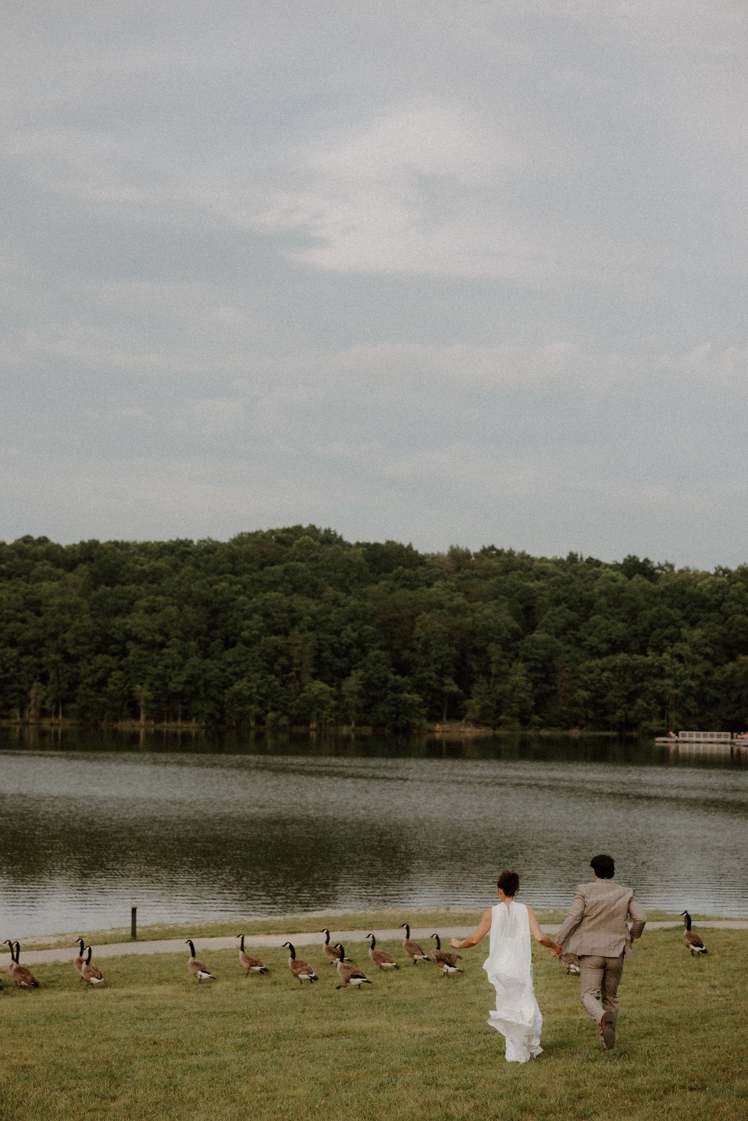 Newlyweds walk hand in hand along lakeside lawn past a row of Canada geese.