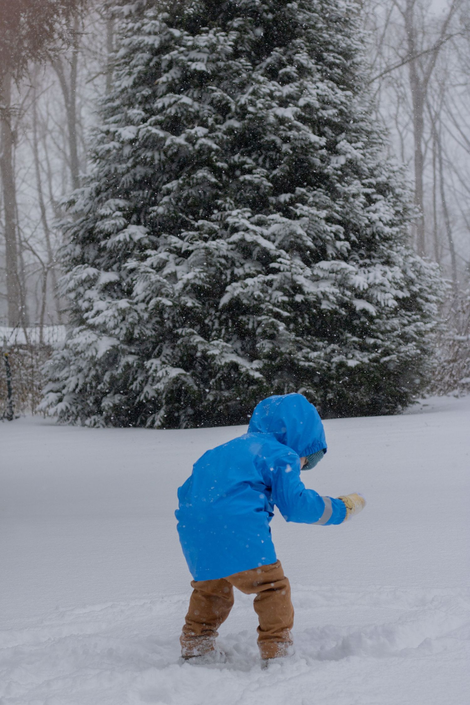 A child in the snow while it's falling. There is a tree is the background making him stand out. The picture is cool toned and dreamy.