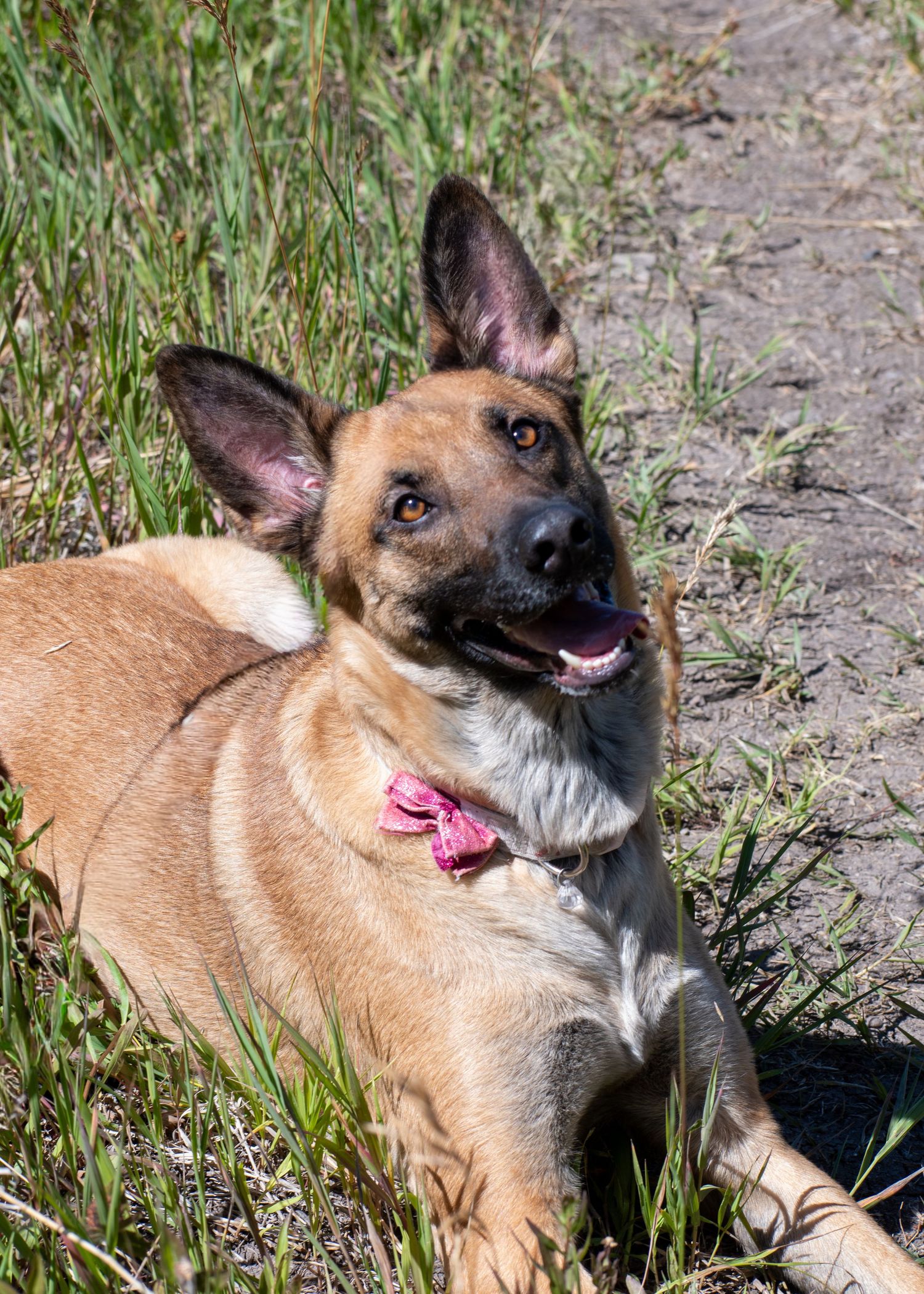 Happy German Shepherd dog with pink collar lying in green grass on sunny day.